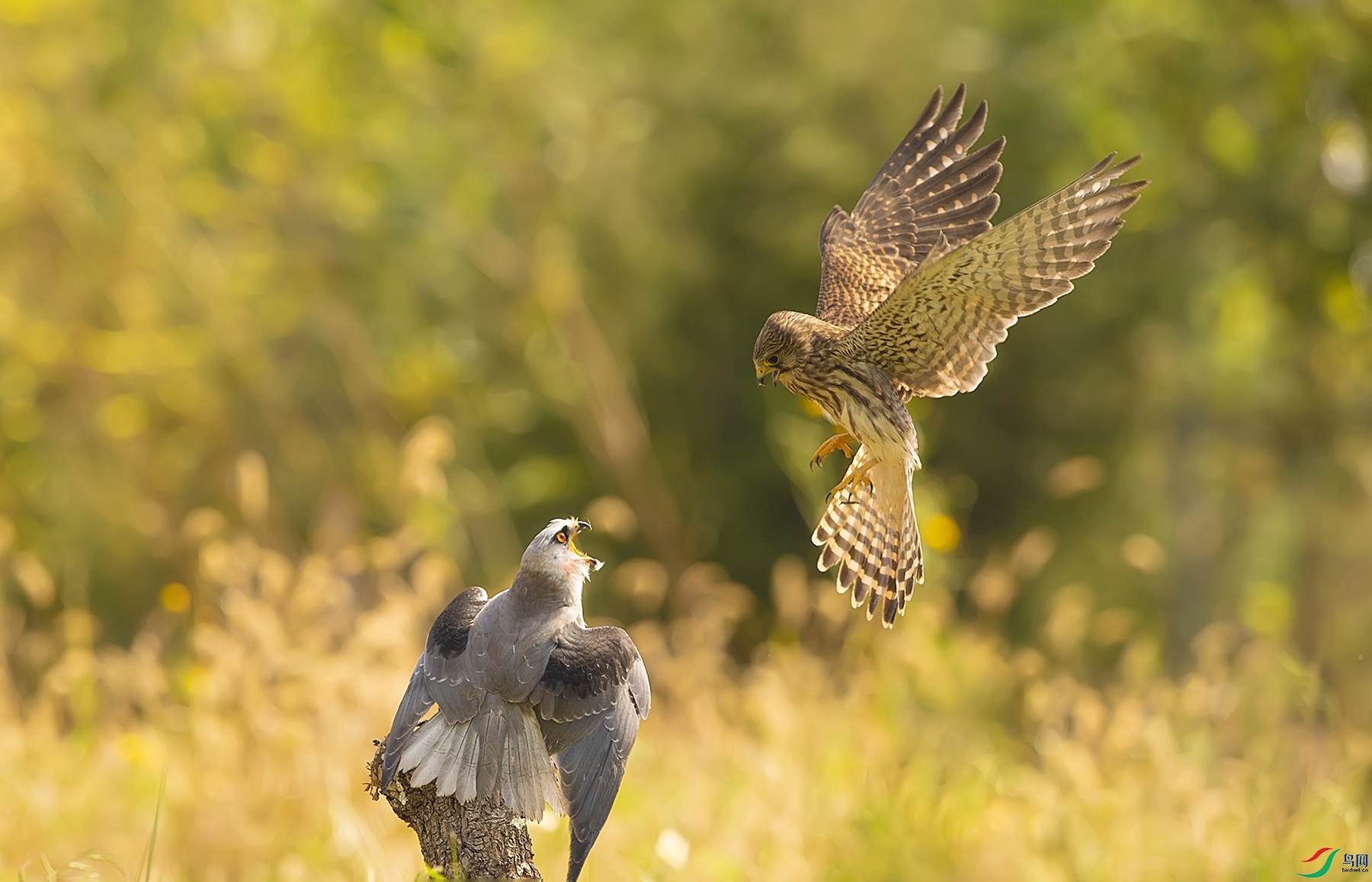 DSC_8445z ����.jpg