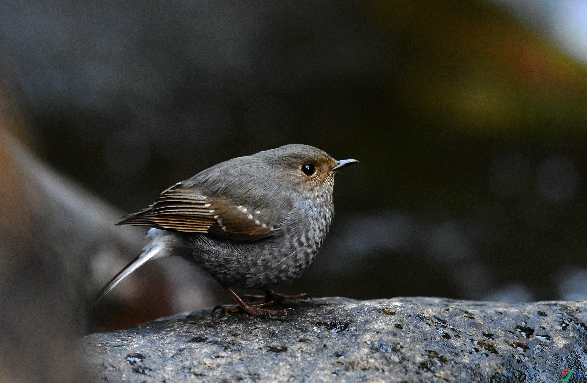 DSC_1486.jpg