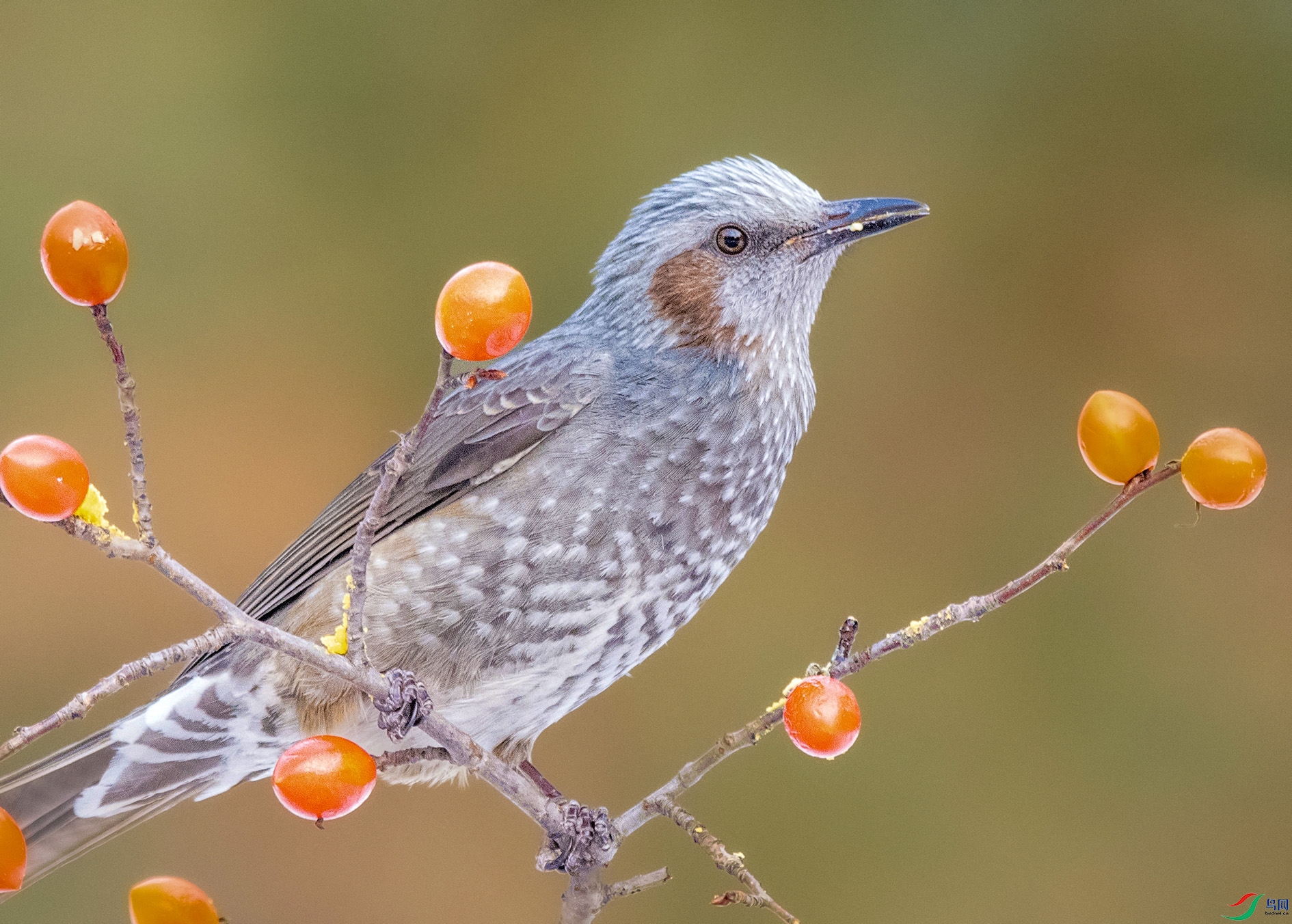 DSC_6000_��ͼ�� ����.jpg