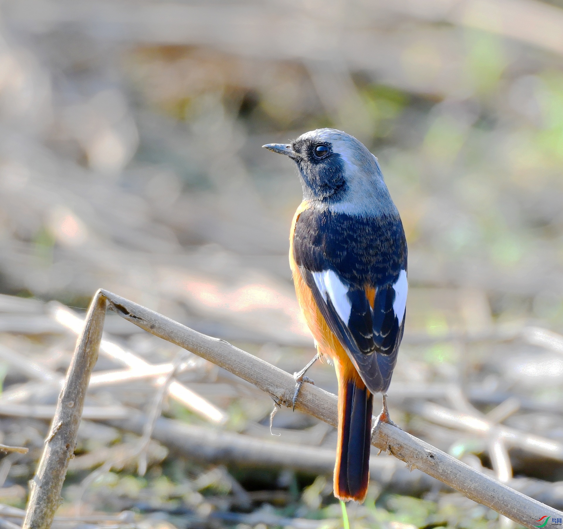 DSC_2075.jpg