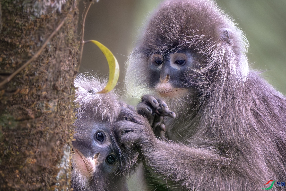 _DSC2777-����ǿ-NR-1 ����.jpg