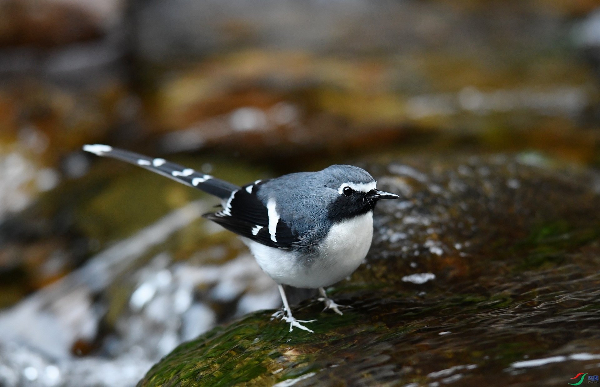 DSC_2785.jpg