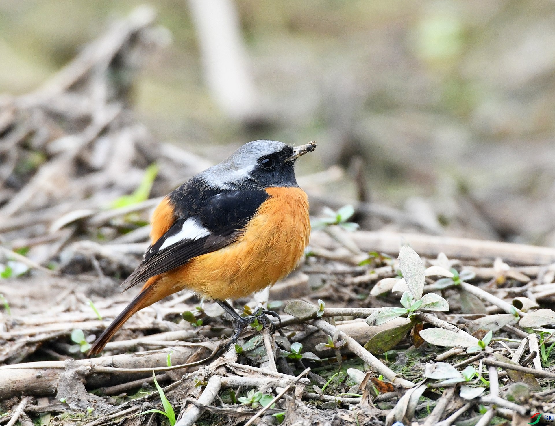 DSC_7927.jpg