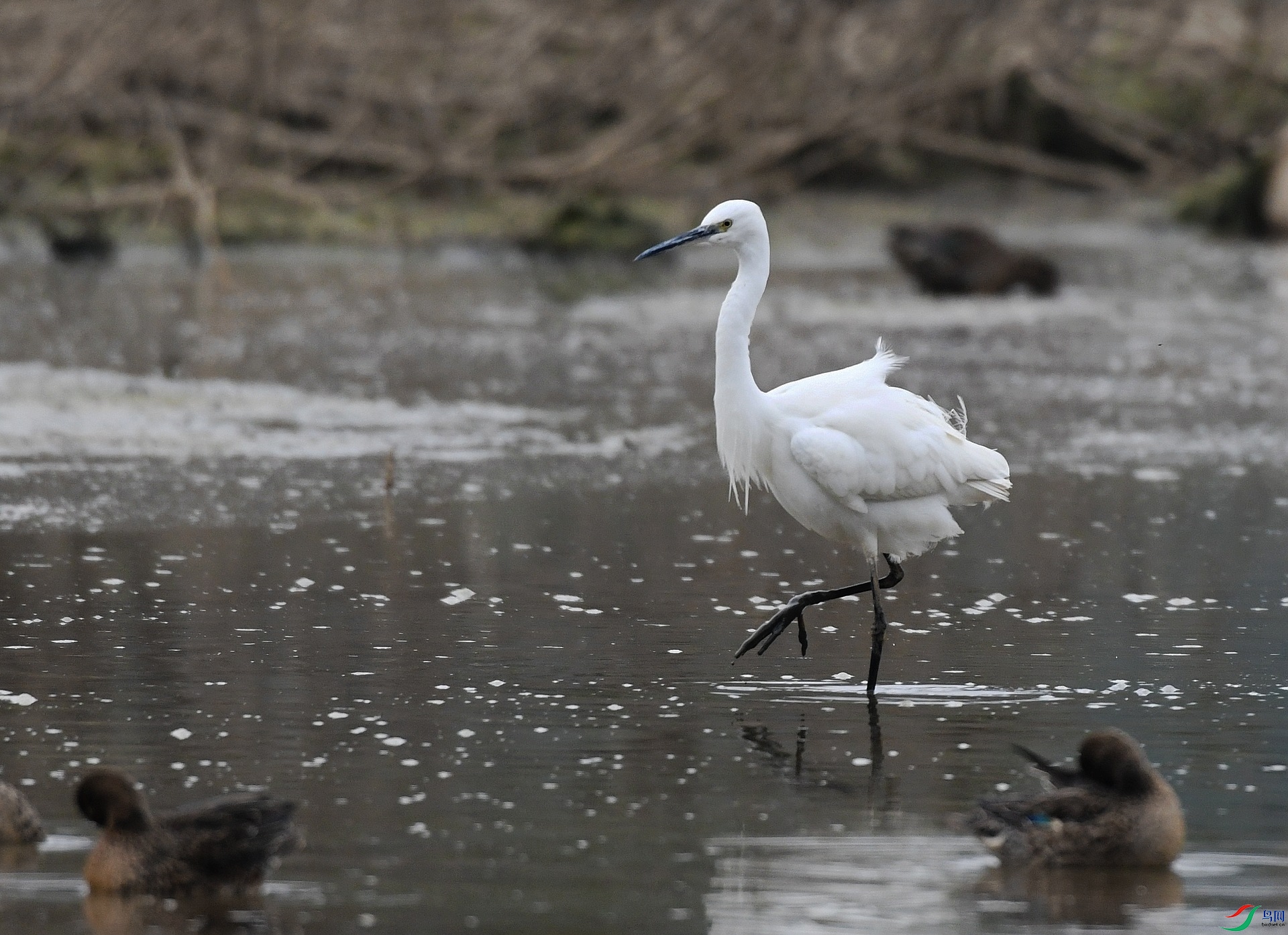 DSC_9561.jpg