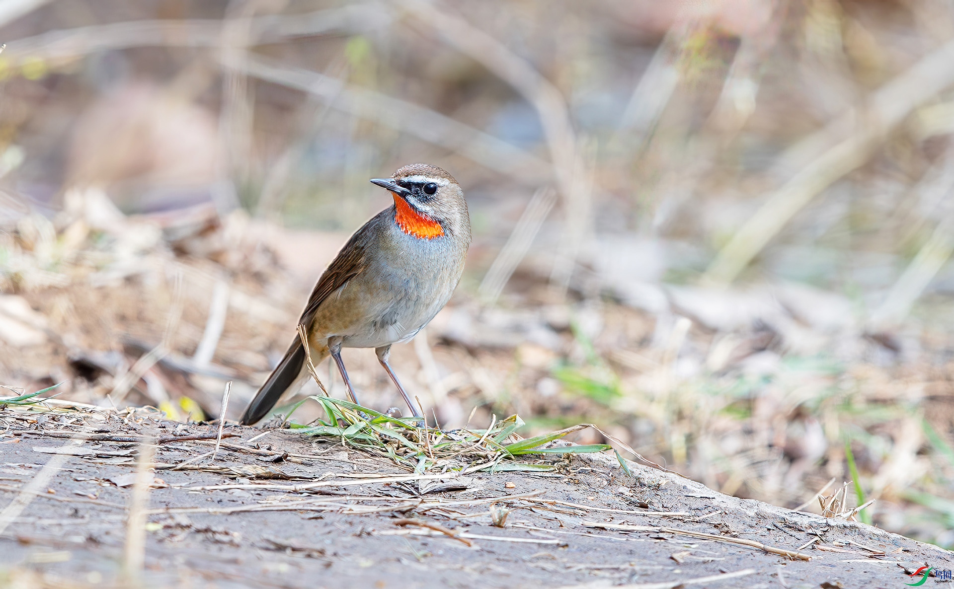 L25_7426-����ǿ-NR ����.jpg