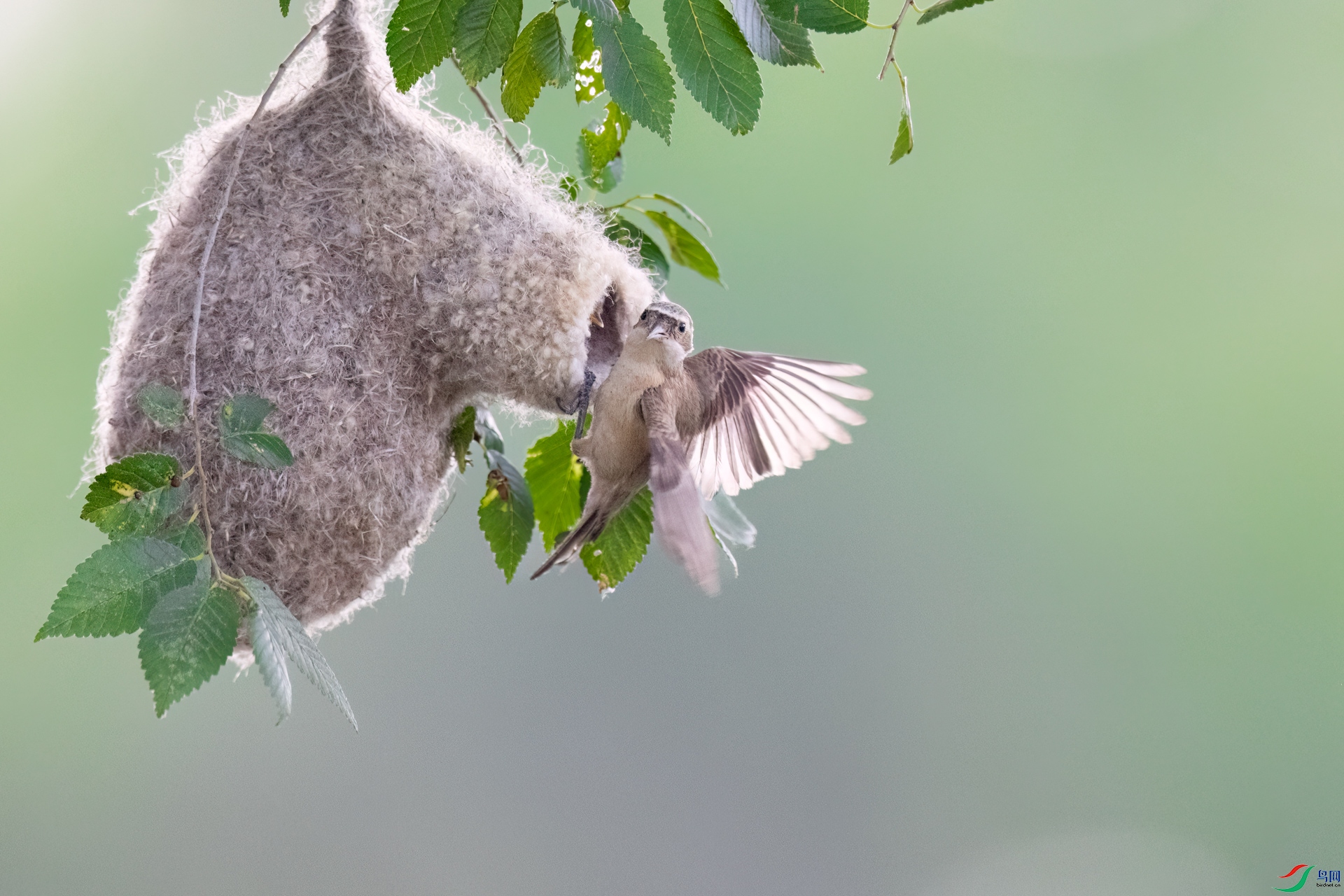 DSC_9901sen2025-6-13-75-�༭.jpg