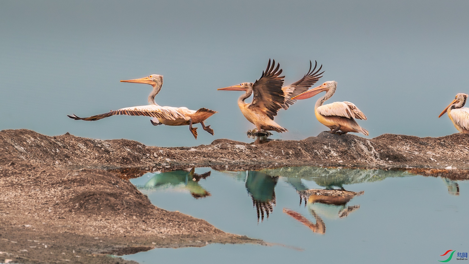 ��������----�貨����