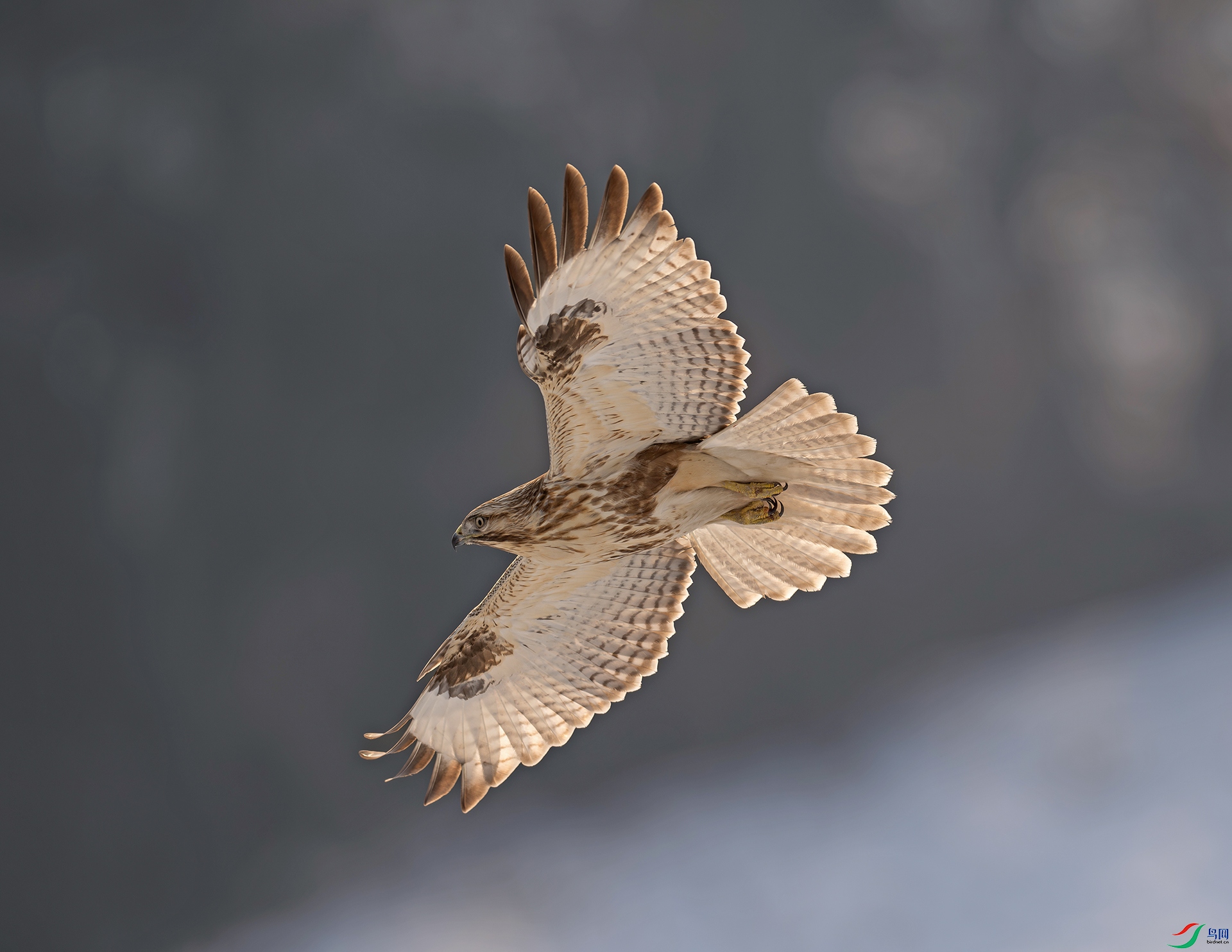 DSC_6680ds2.jpg
