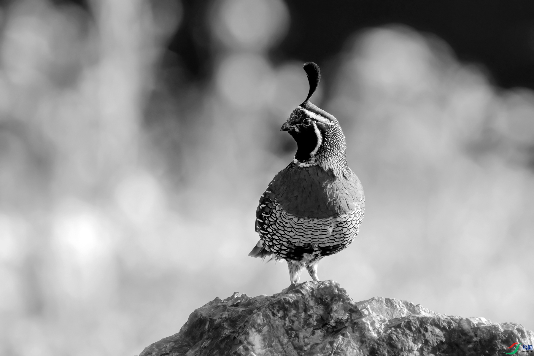 DSC01691 ����_����.jpg