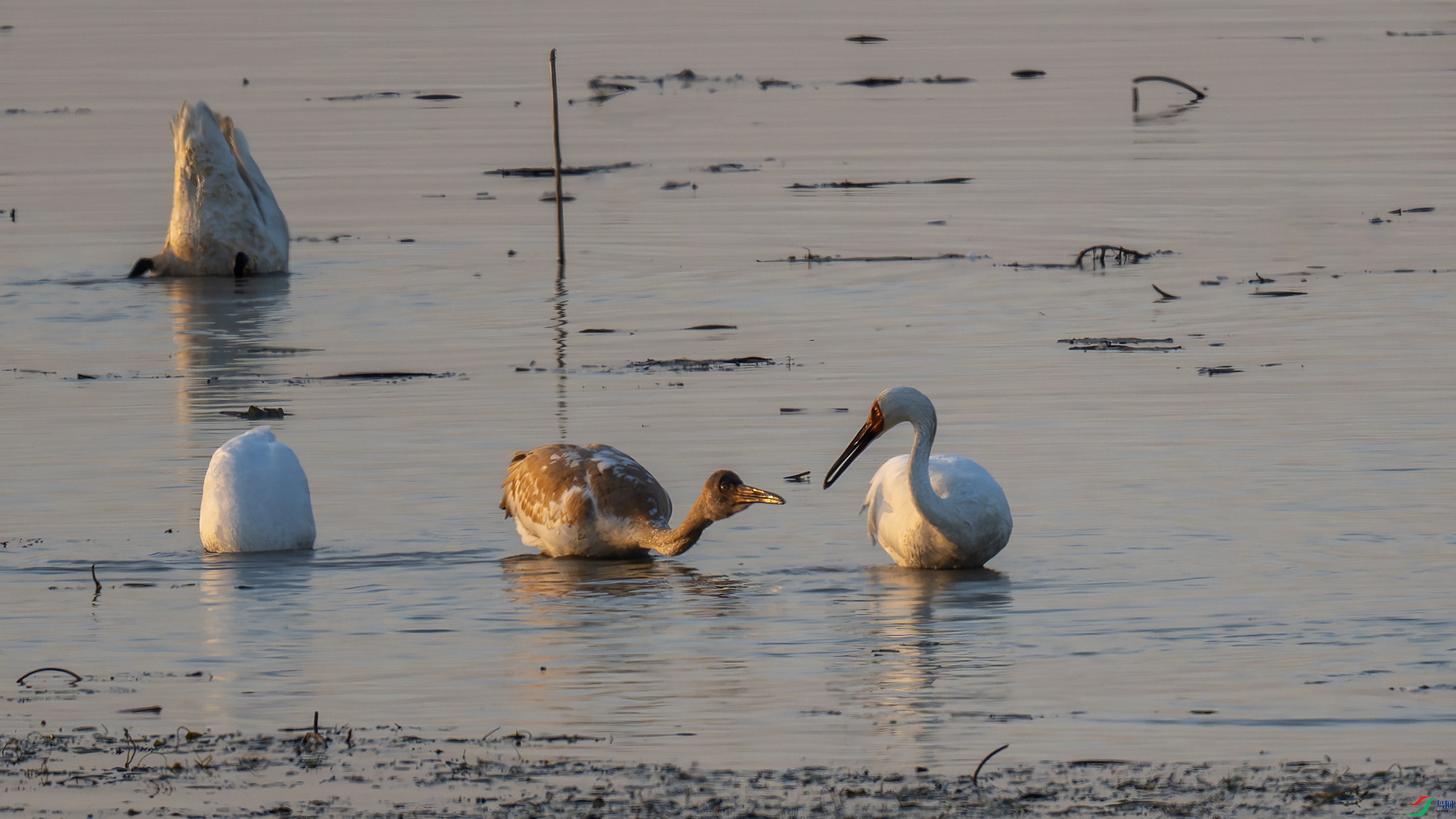 DSC_1242 ����.jpg