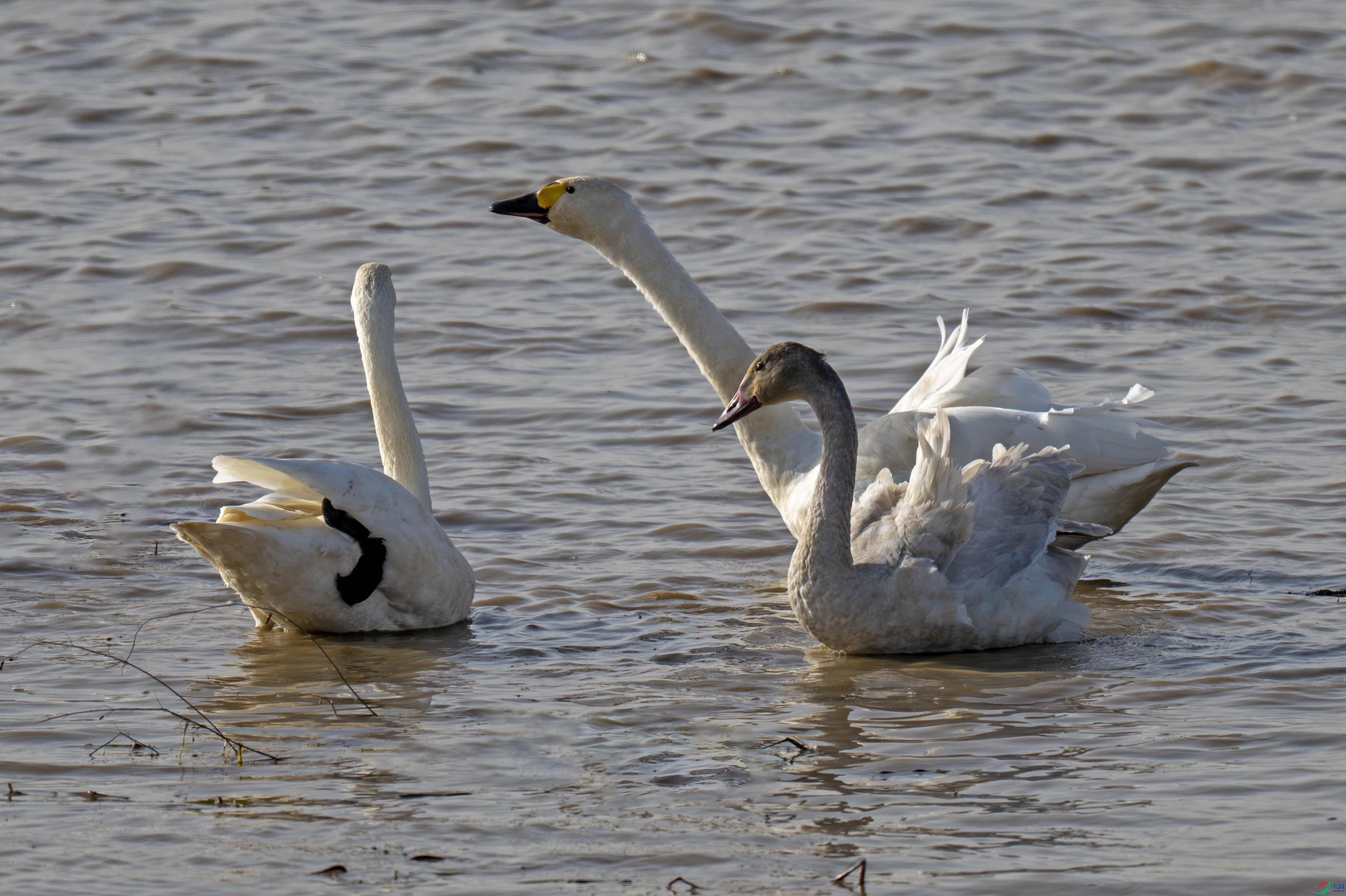 DSC_3219 ����.jpg