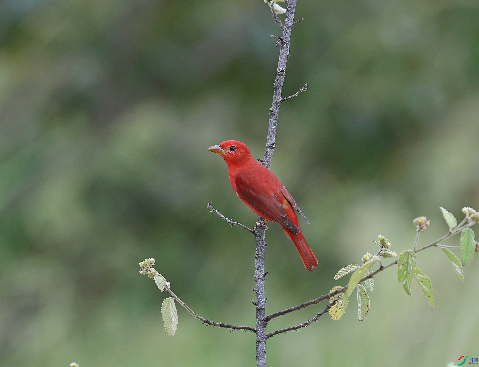 016A9265õ��������ȸsummer tanager.jpg