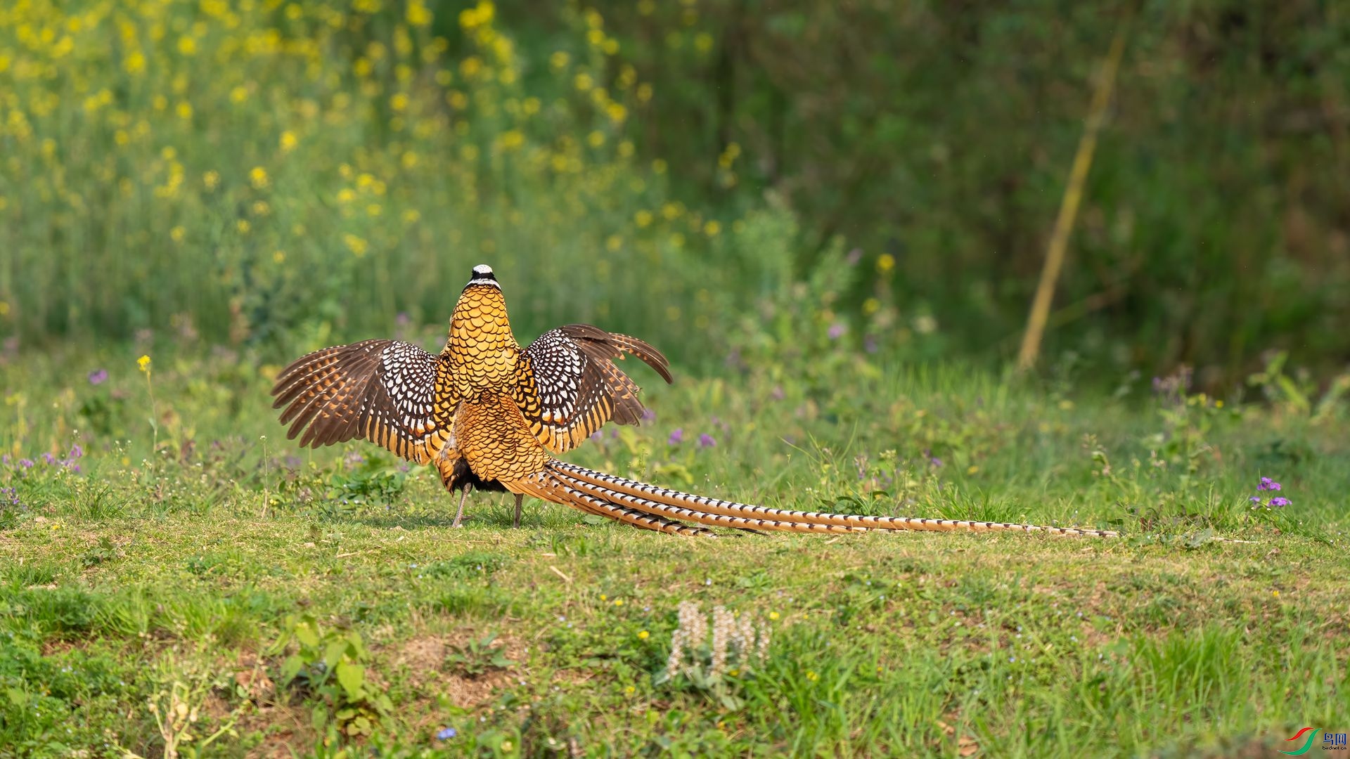 DSC02323 ����.jpg