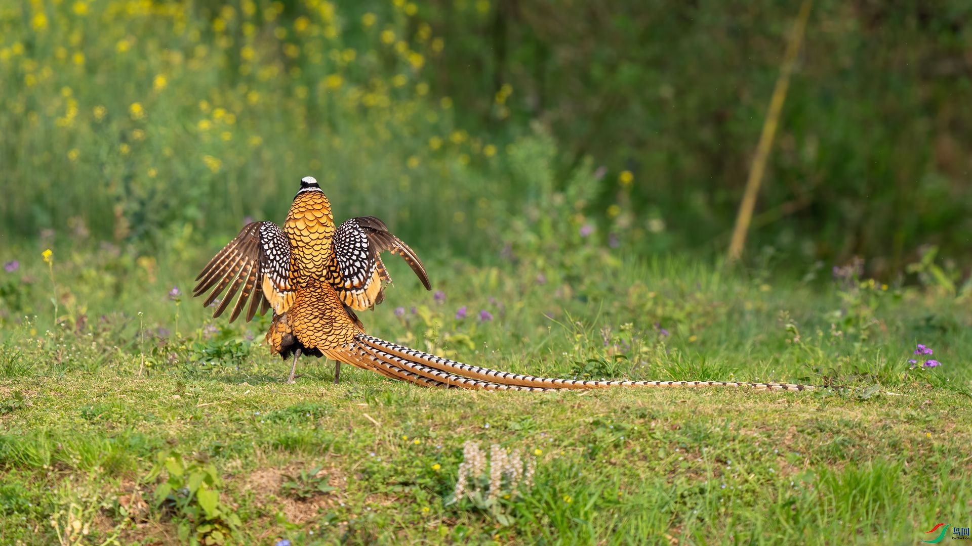 DSC02324 ����.jpg