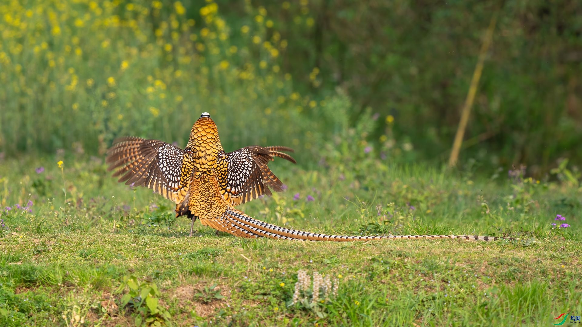 DSC02333 ����.jpg