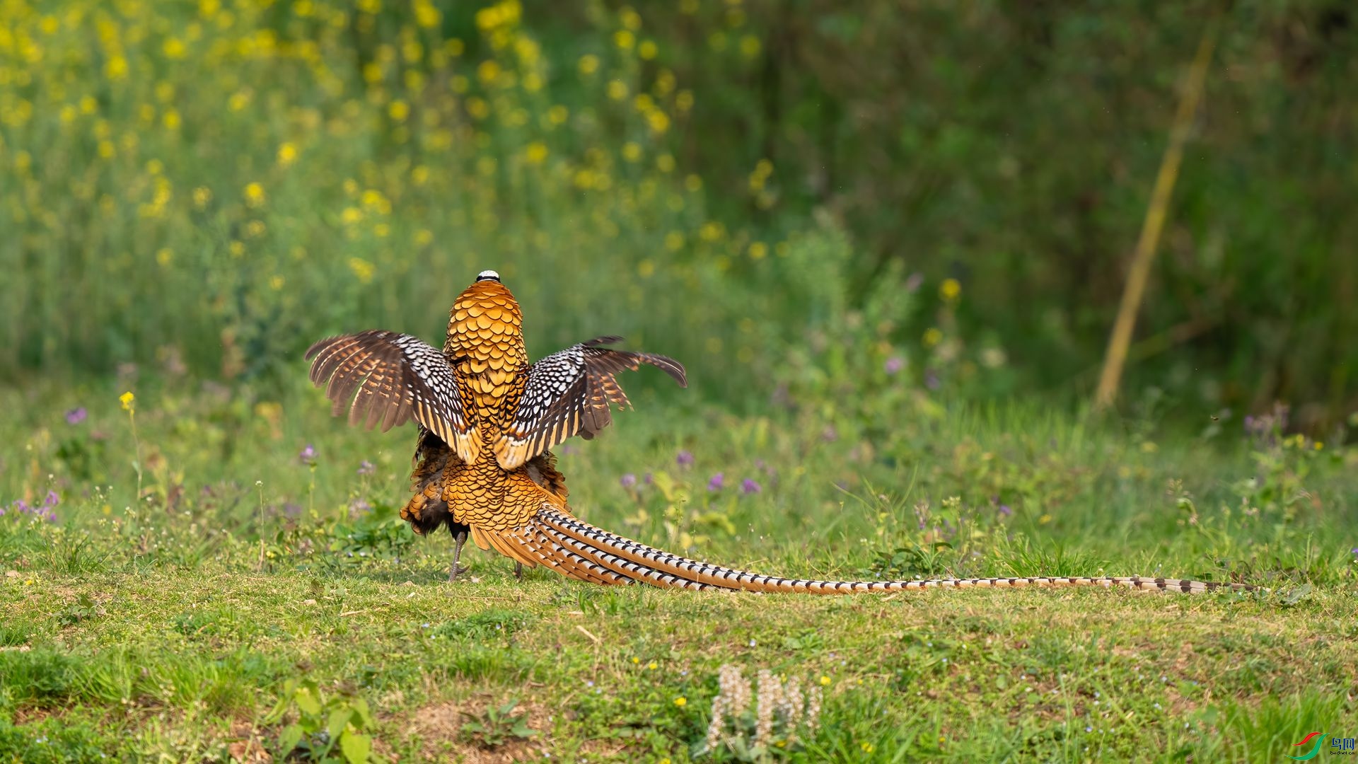 DSC02334 ����.jpg