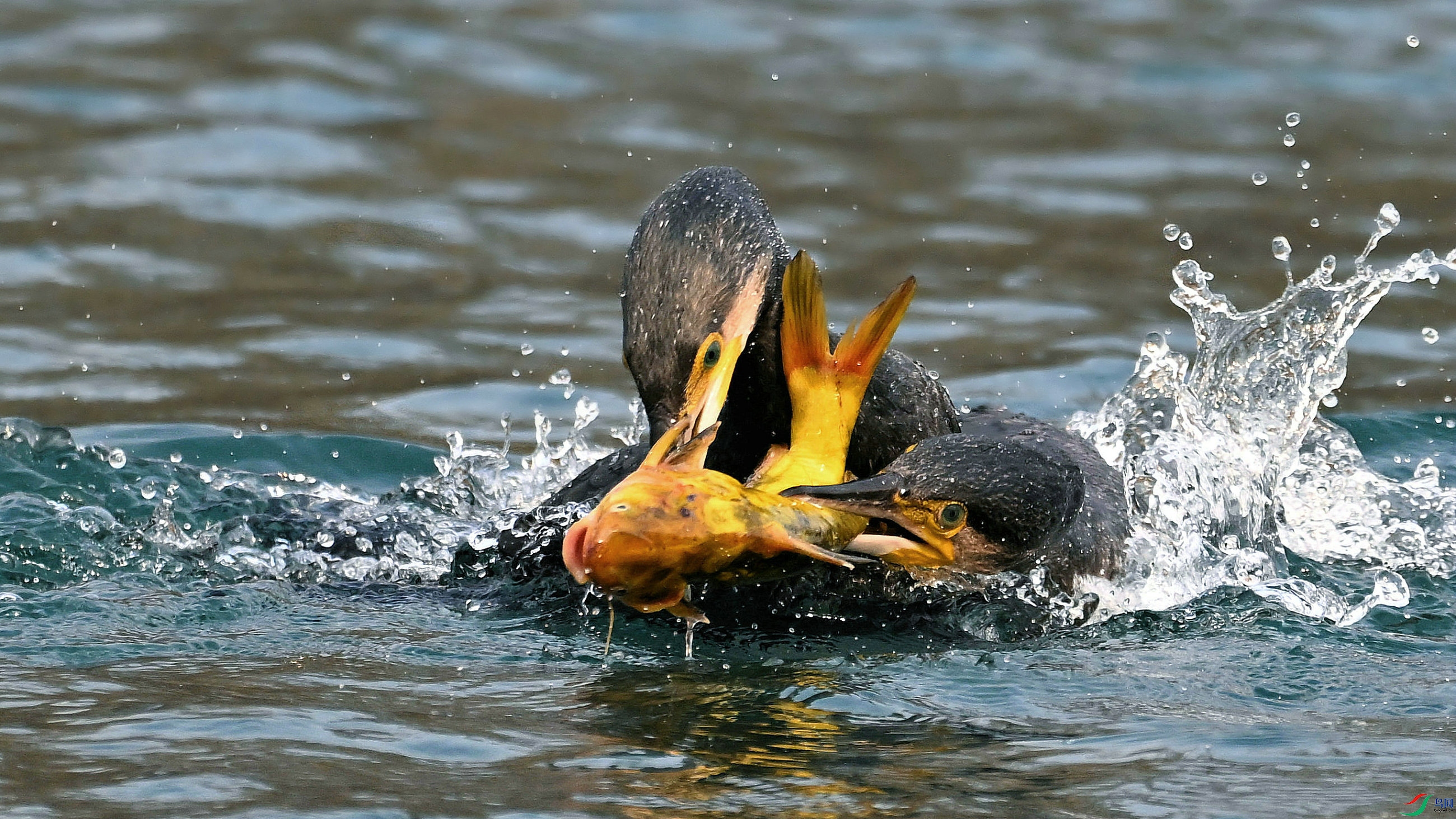 DSC_1524.JPG