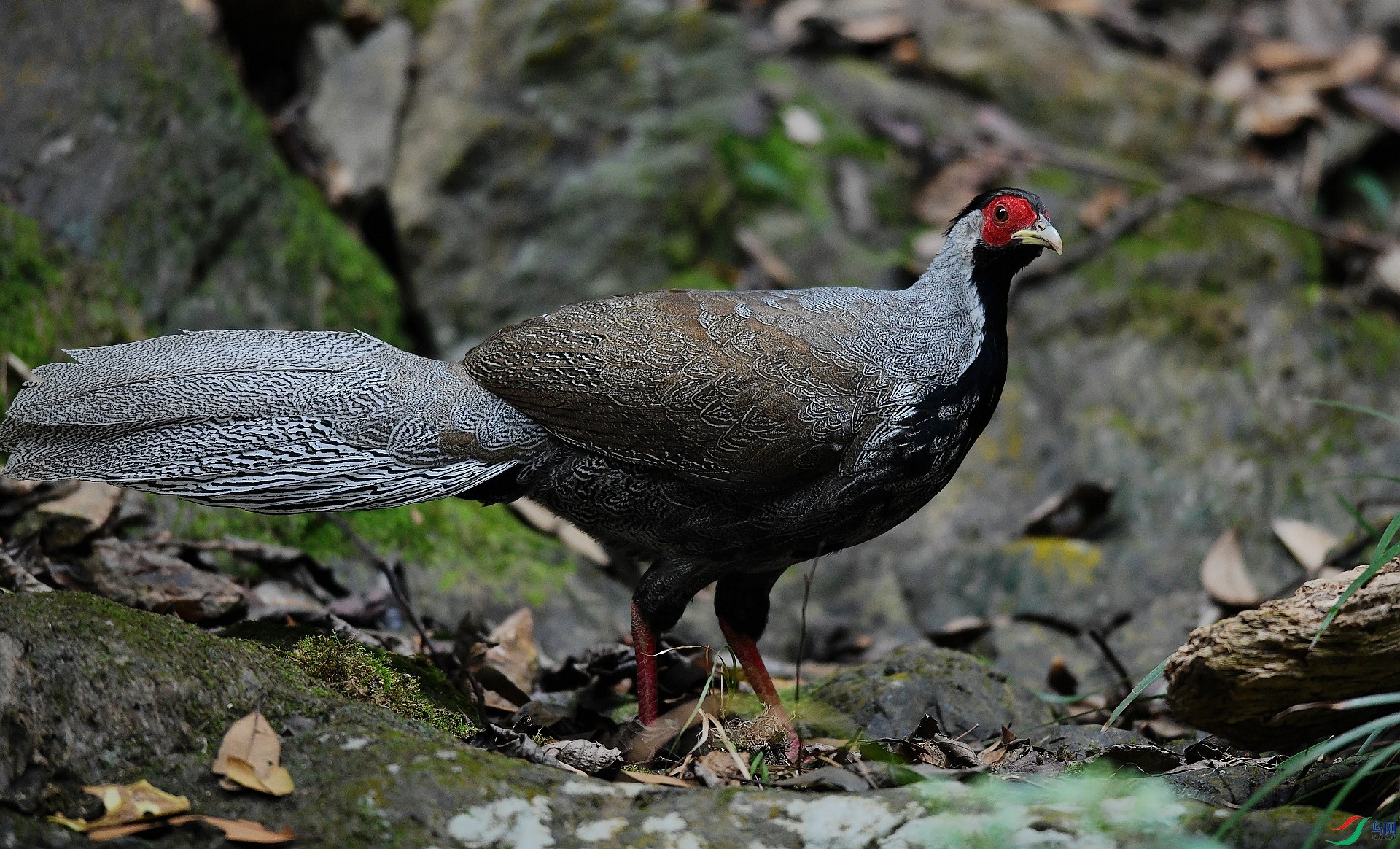 DSC_4933.jpg