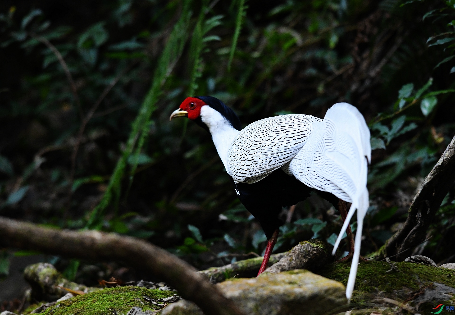 DSC_3650.jpg