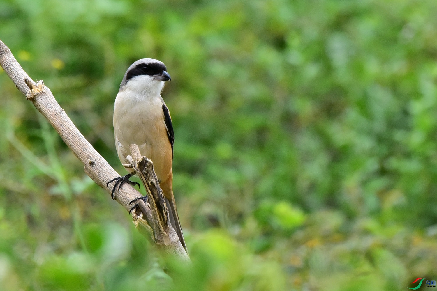 DSC_1478.JPG