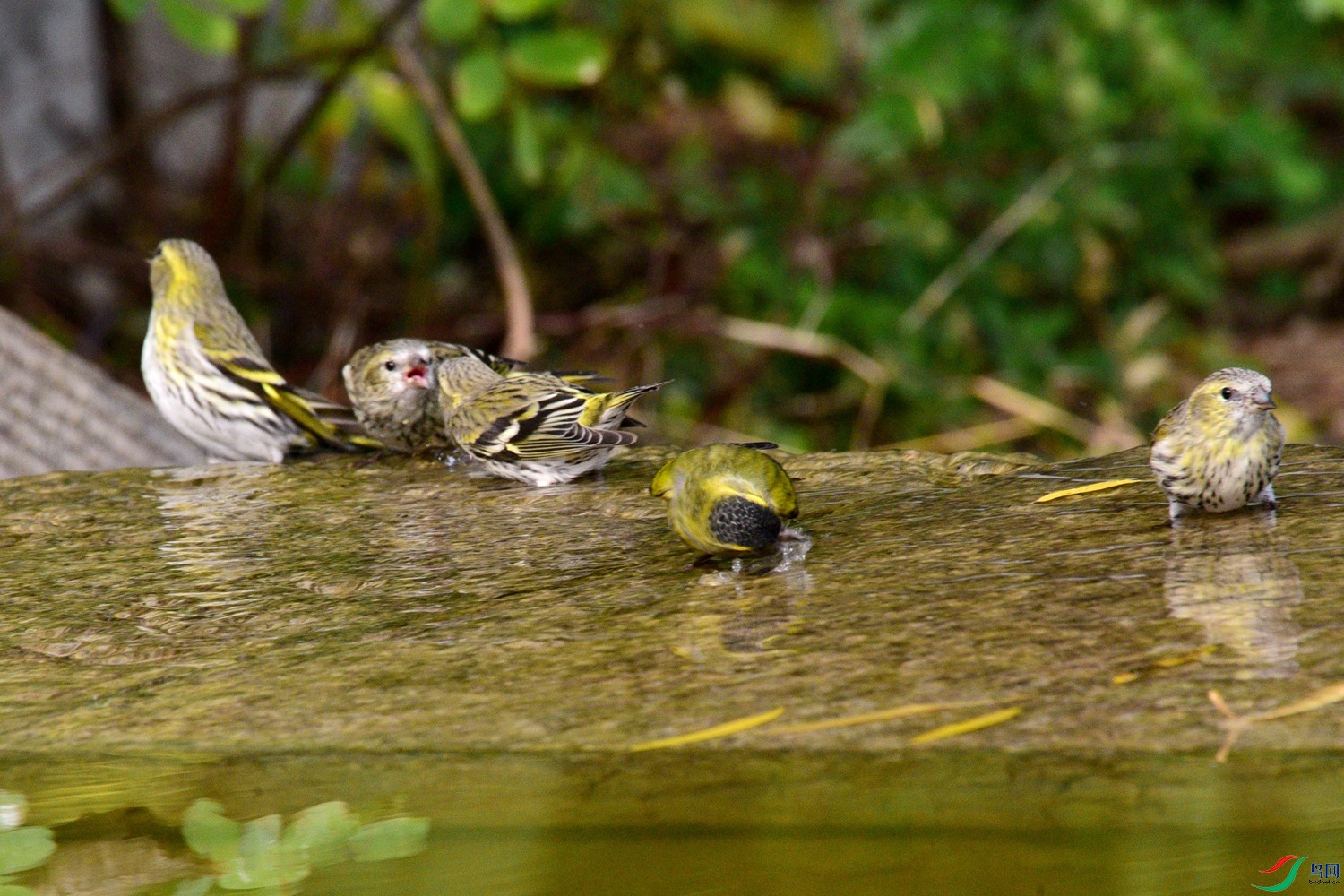 DSC_6241.JPG