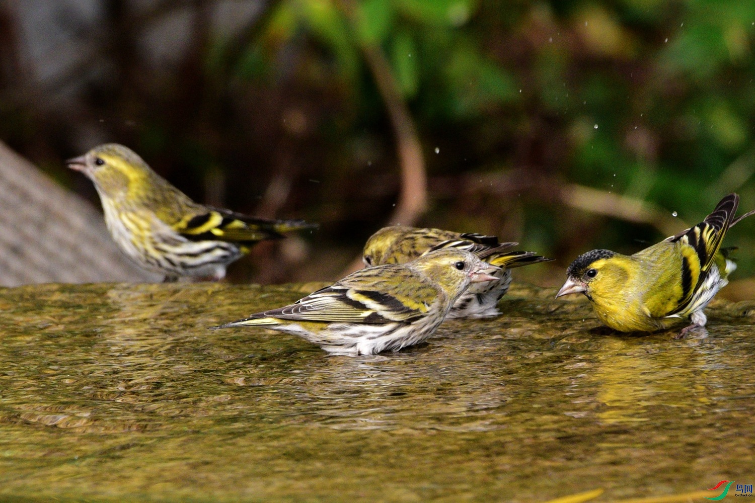 DSC_6229.JPG