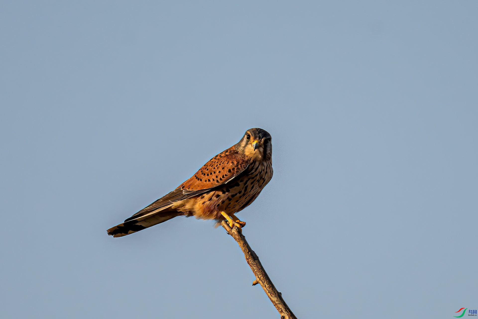 DSC_2517-11.jpg