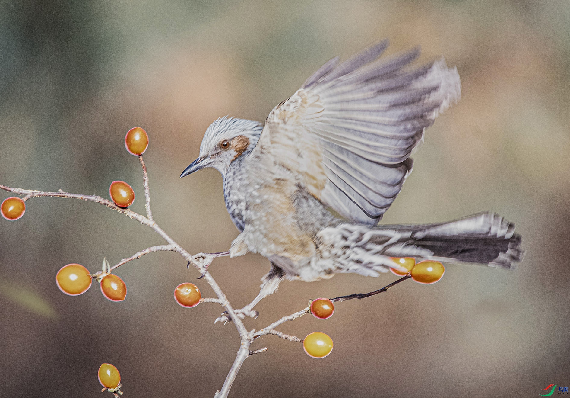 DSC_9346_��ͼ�� ����.jpg