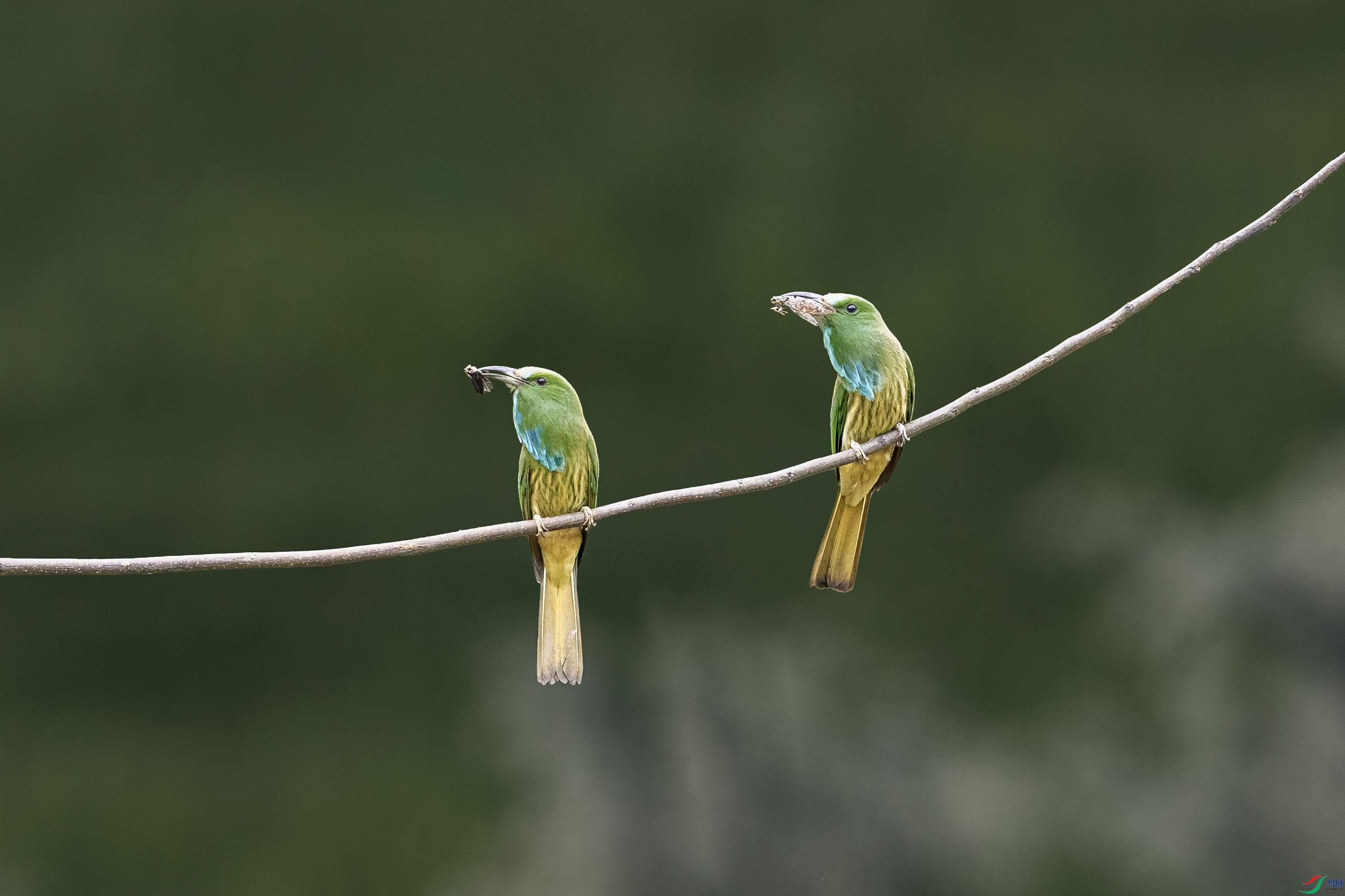 ����ҹ�仢