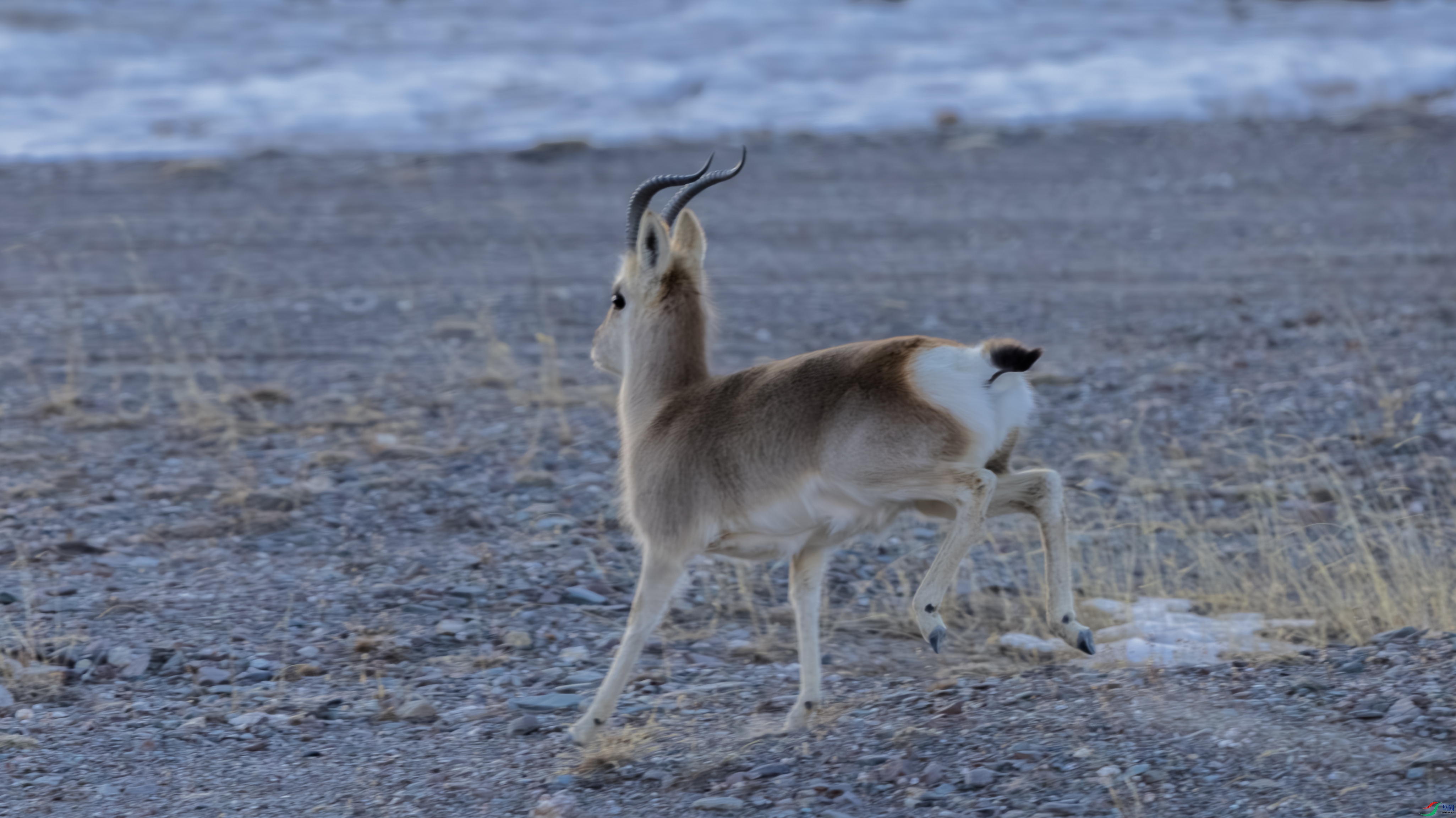 _O7A4966-����ǿ-NR ����.jpg