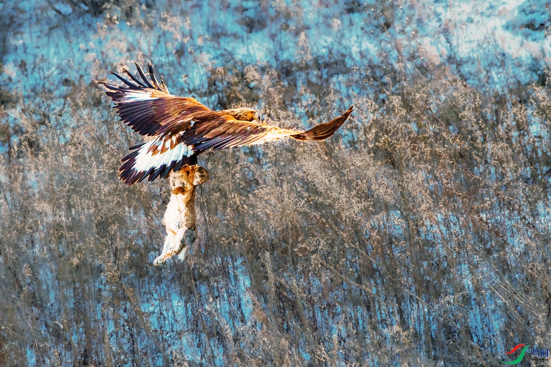 ���---ѩ������Խ���