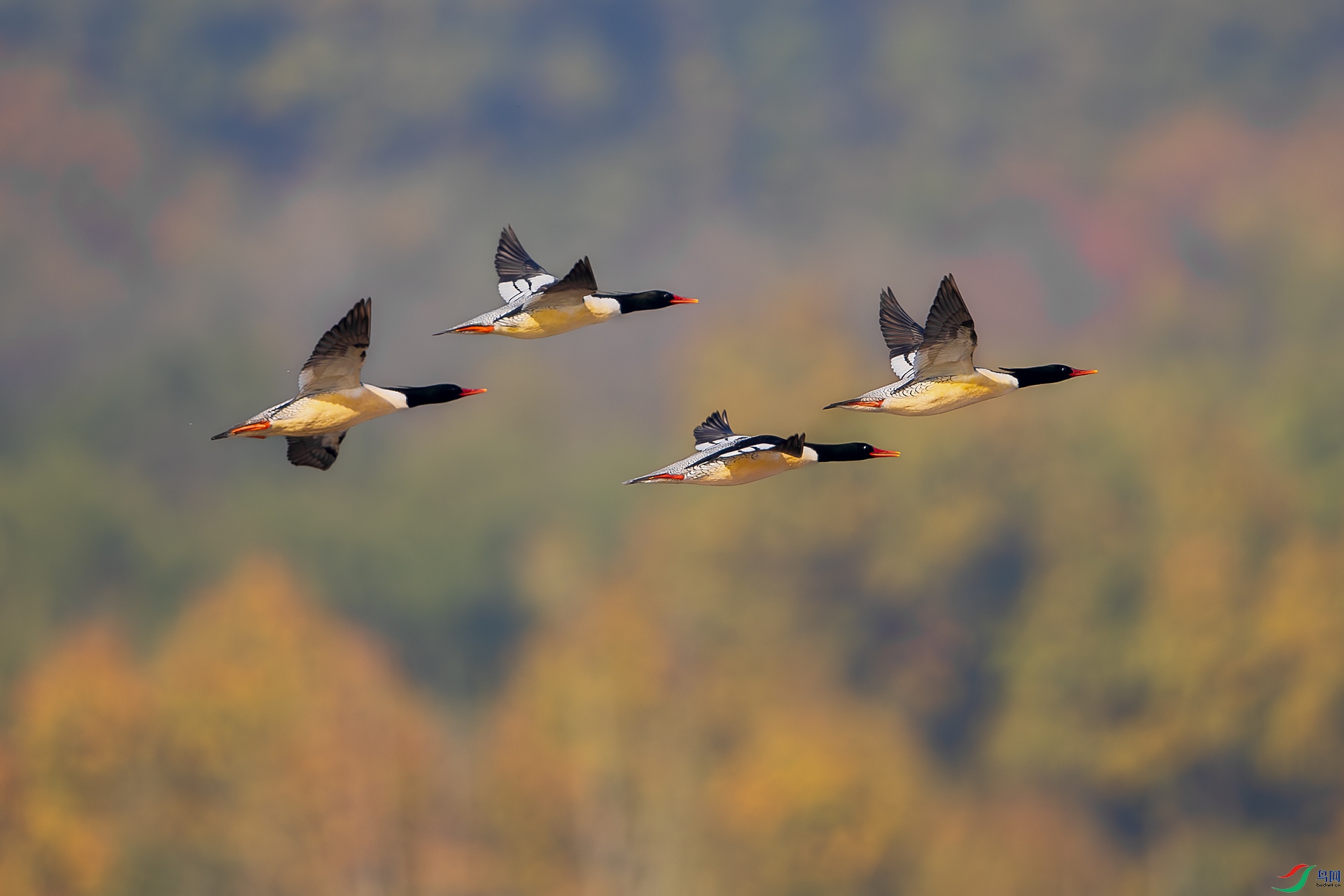 BU3I7124 ����.jpg