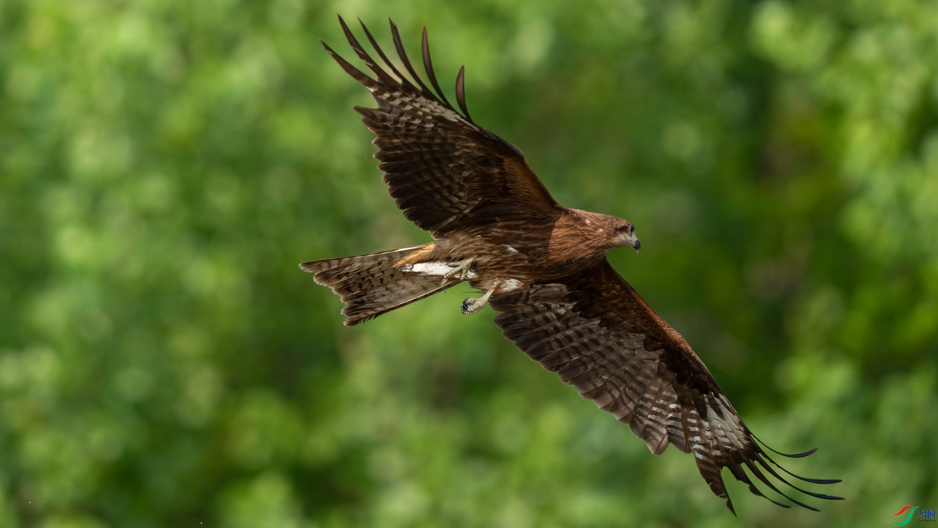 DSC06775 ����.jpg