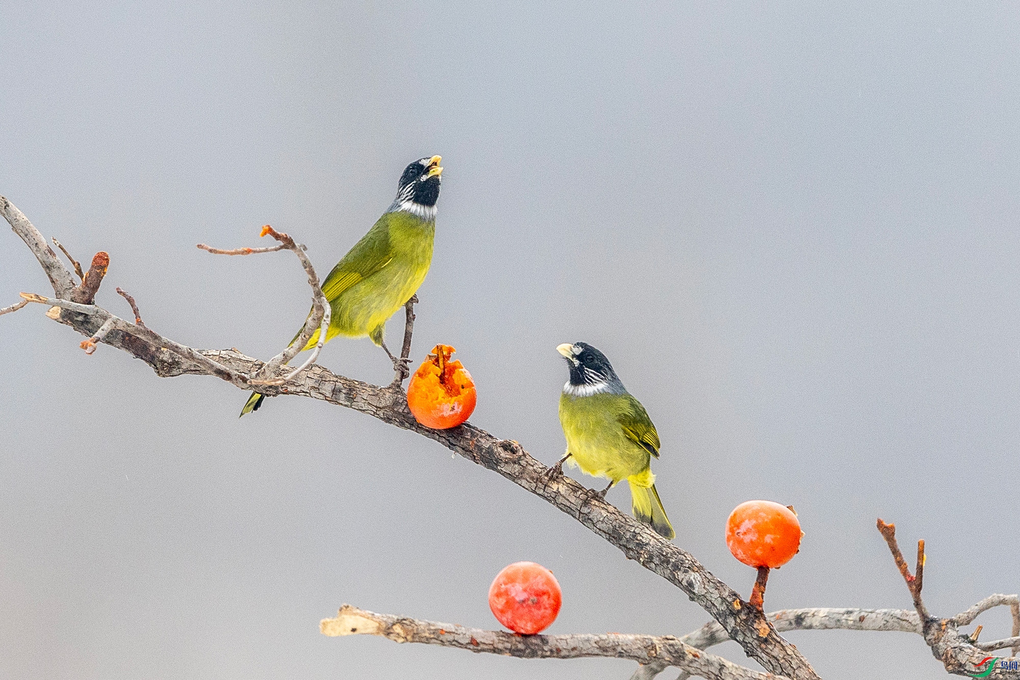 IMG_9161 ����.jpg