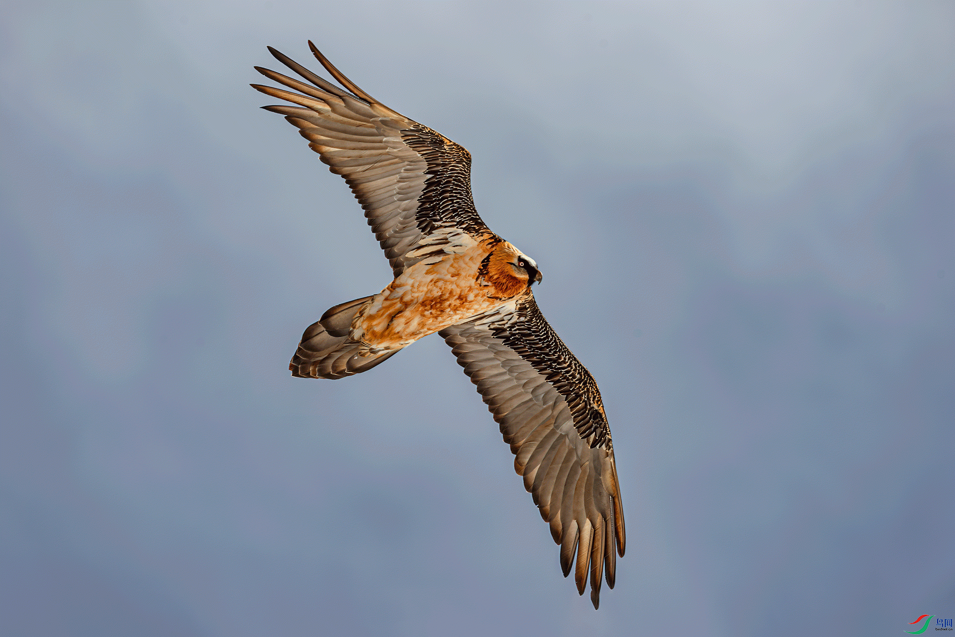 _DSC4567-11.gif