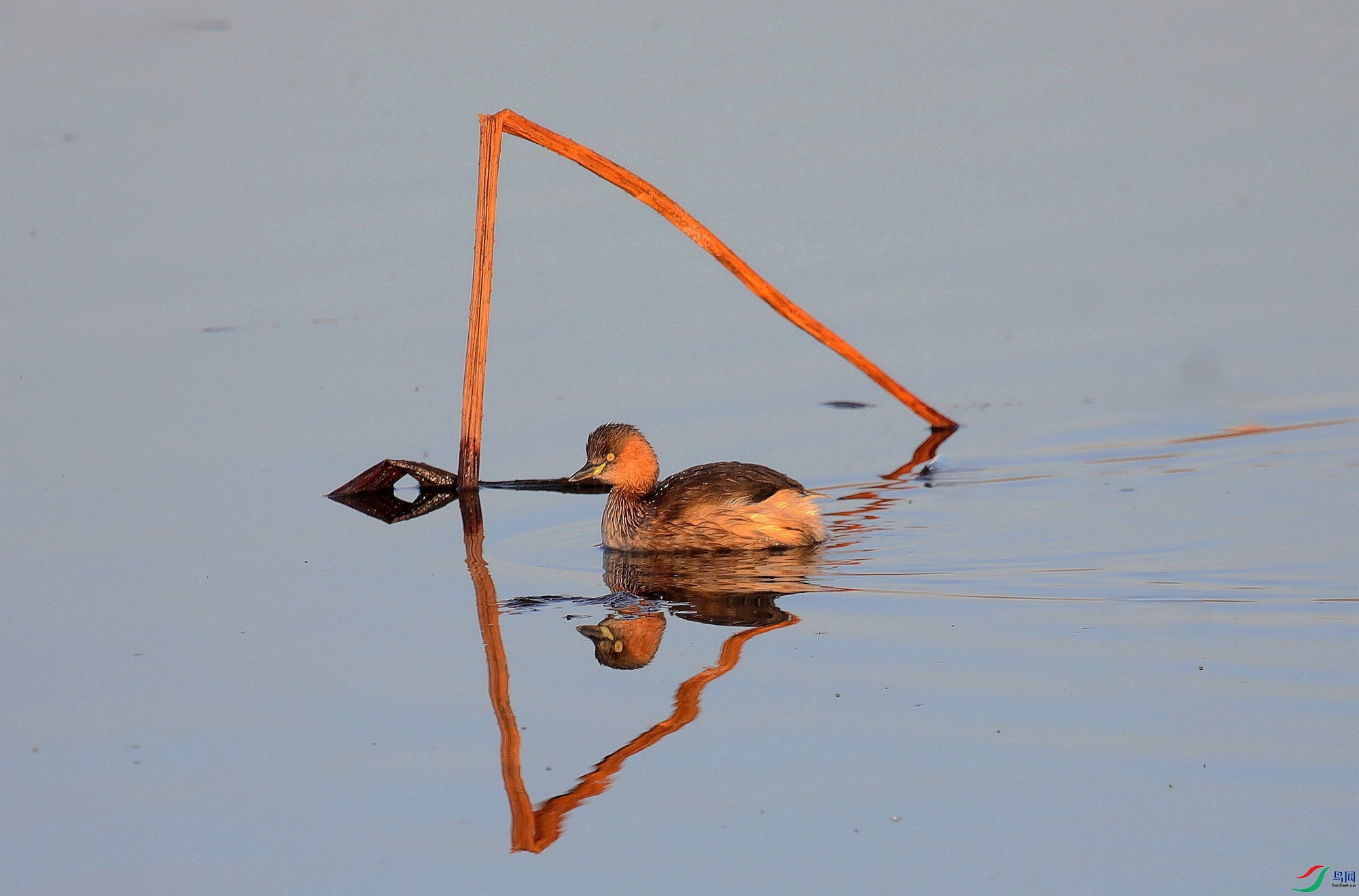 ����С���e