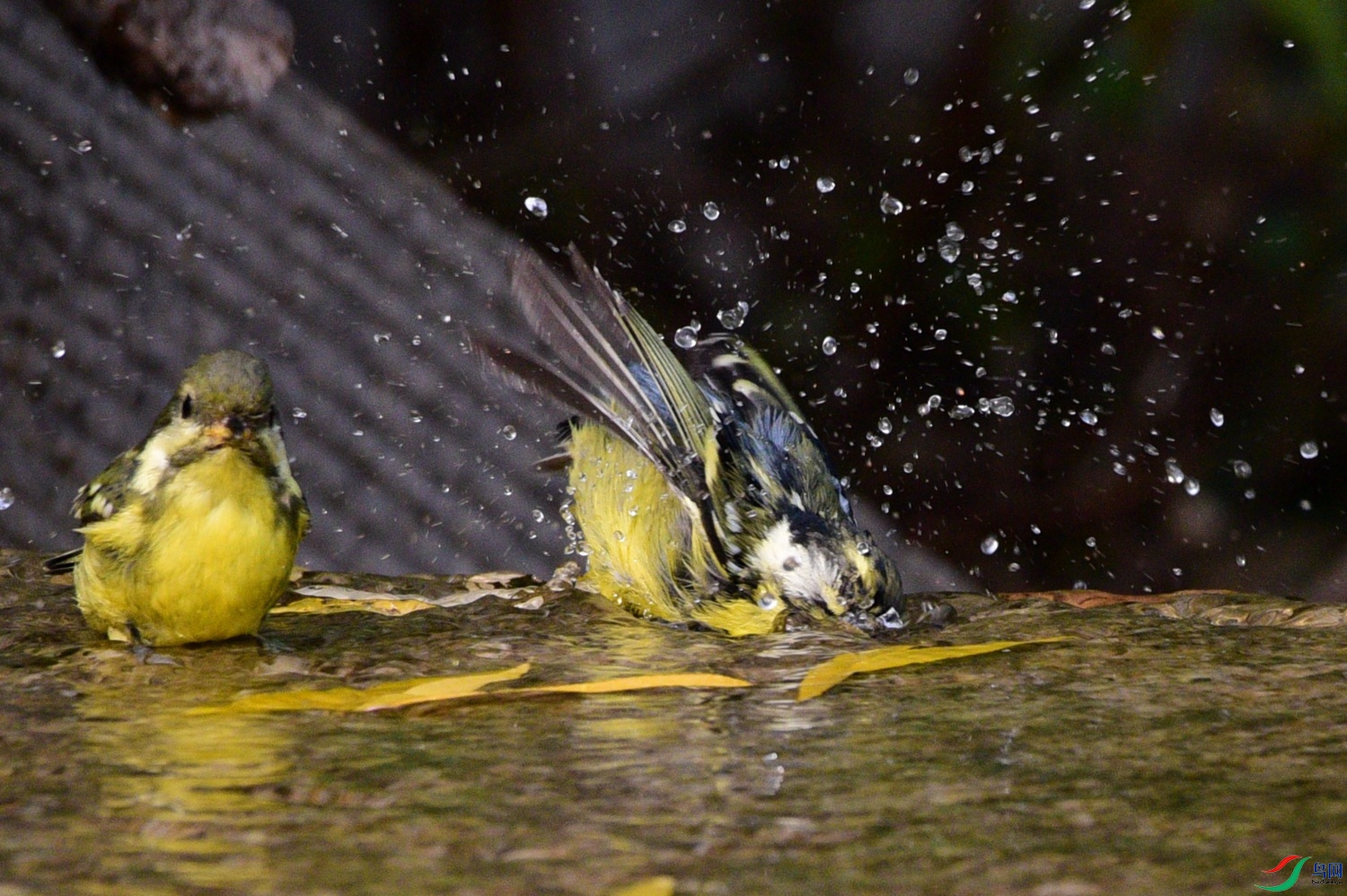 DSC_6606.JPG