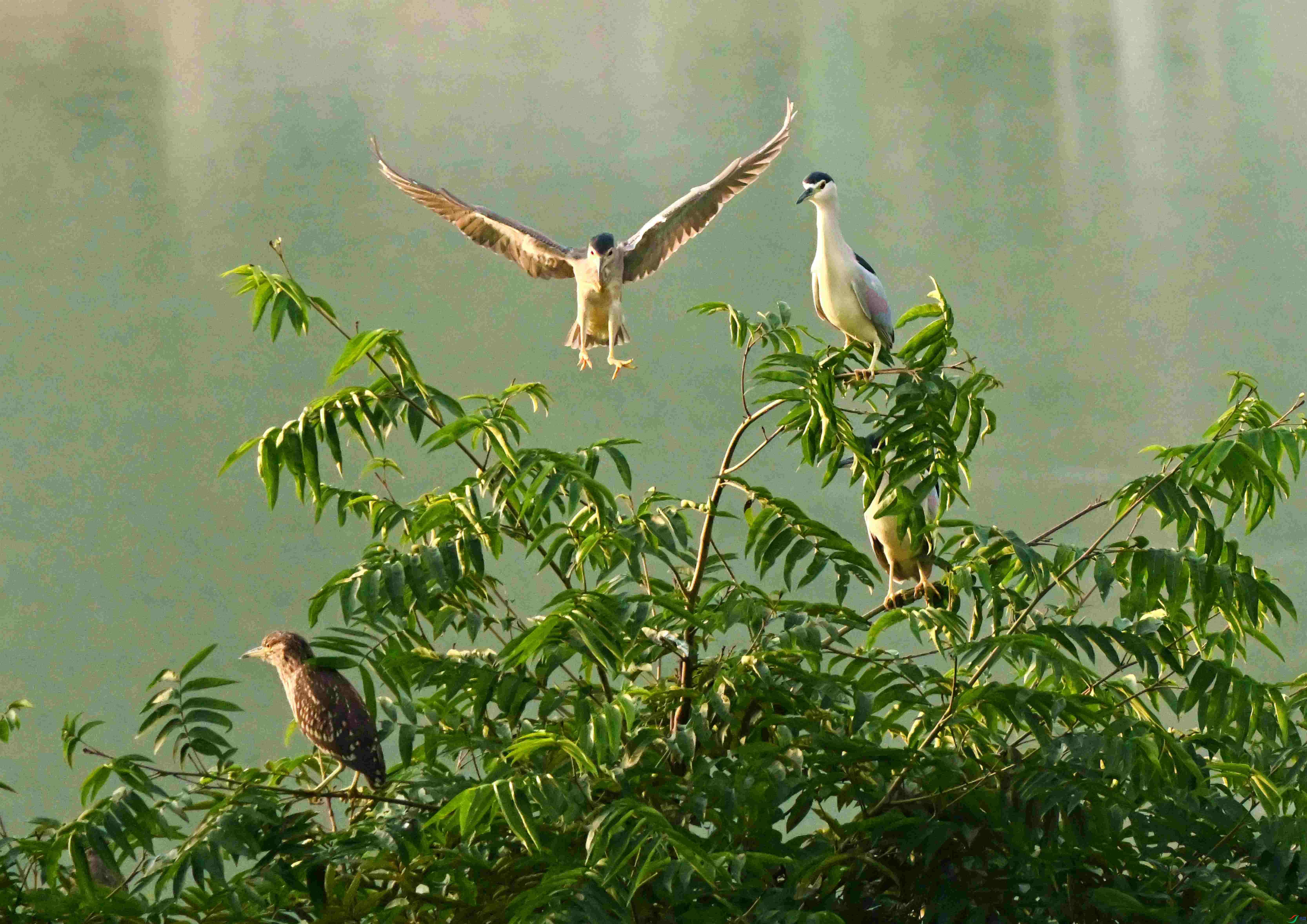 DSC_7434.JPG