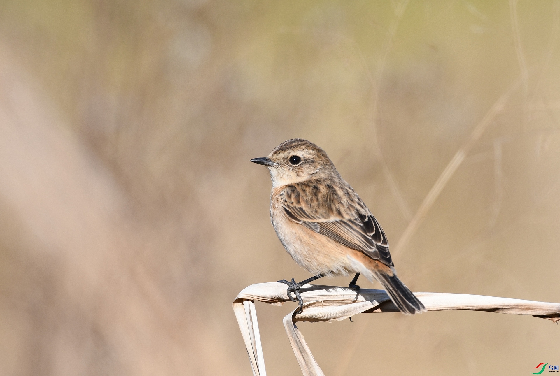 DSC_5032.jpg