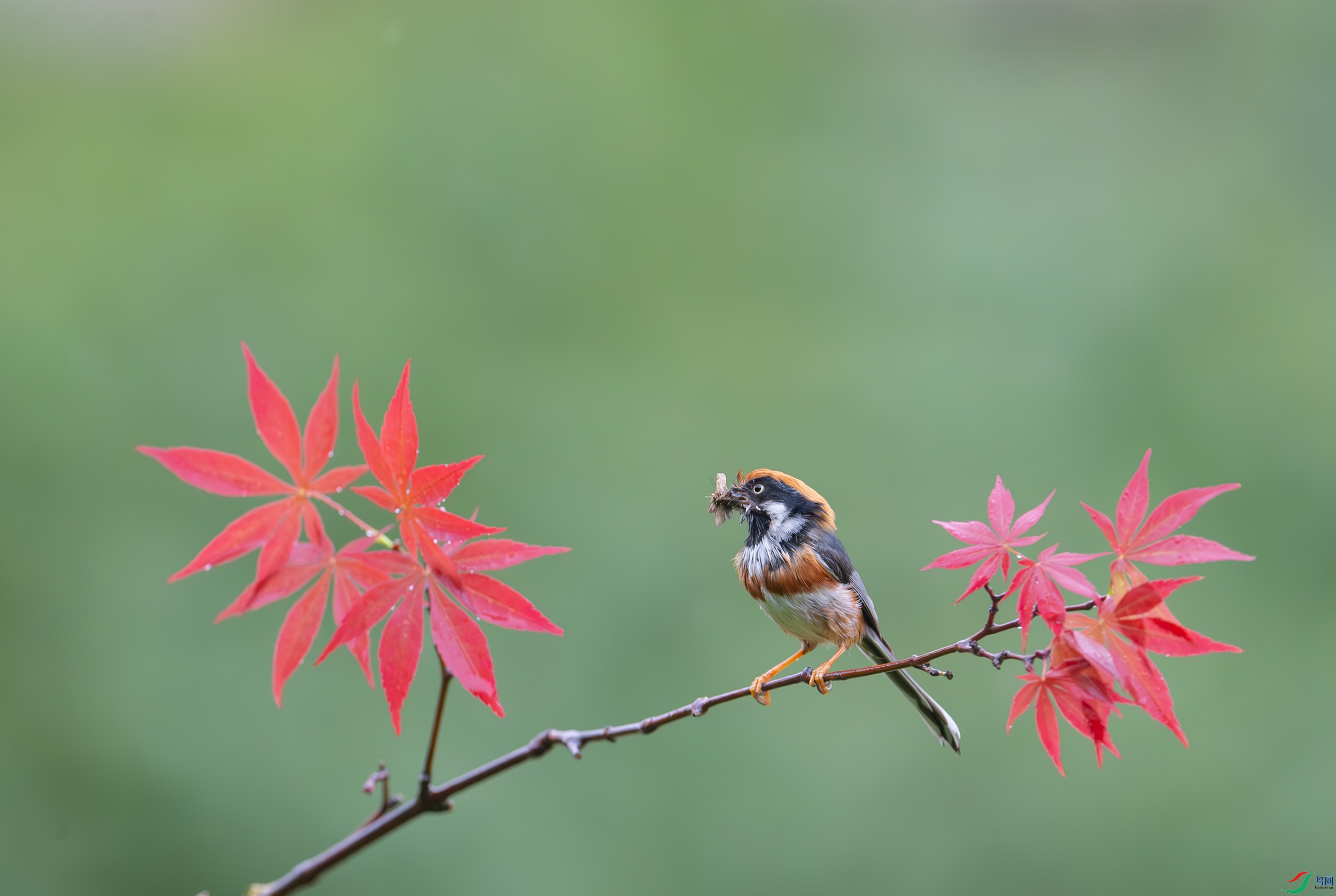 DSC_1590-����ǿ-NR ���� 2.jpg