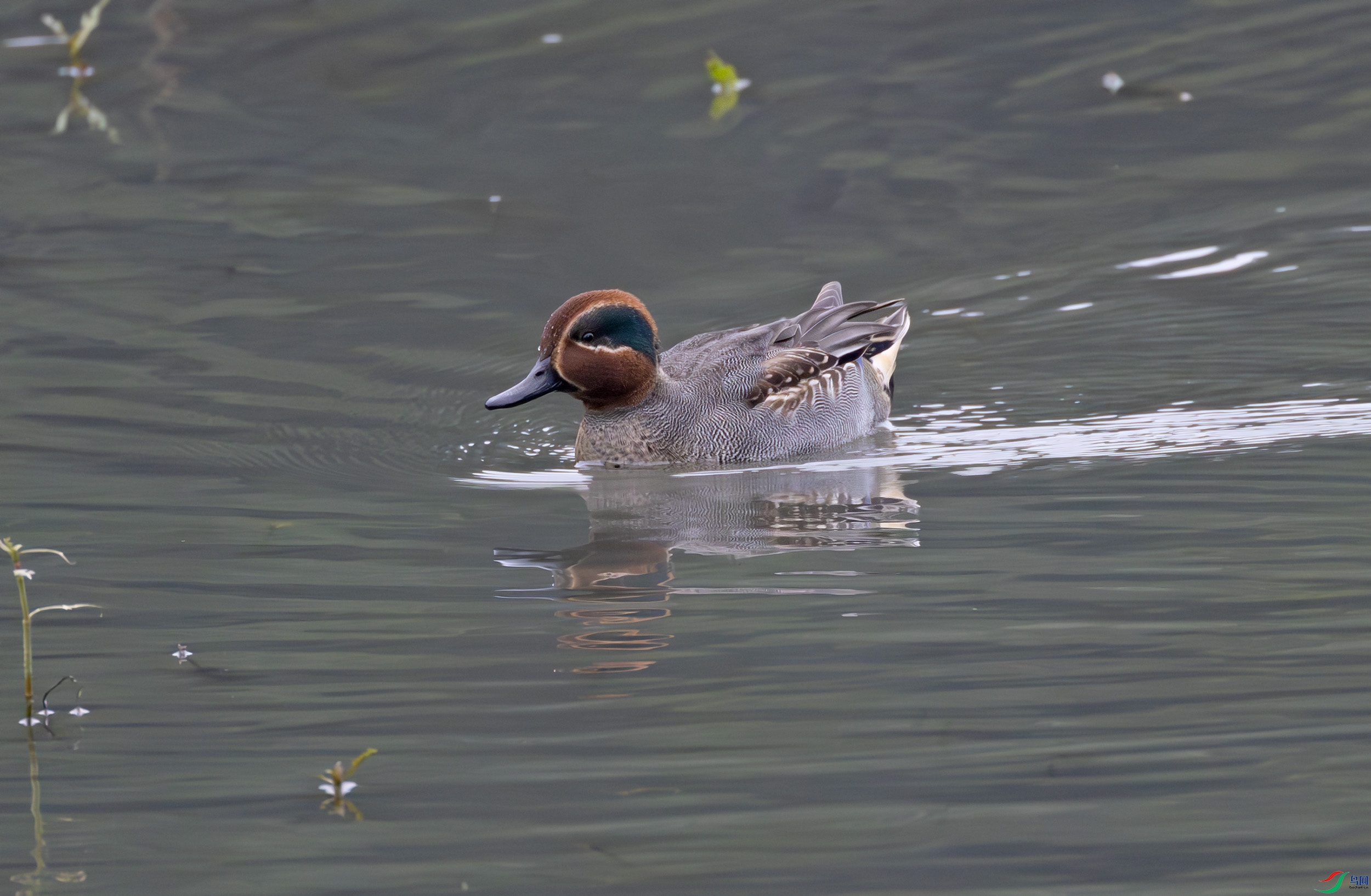 G47A6078-����ǿ-NR ����.jpg