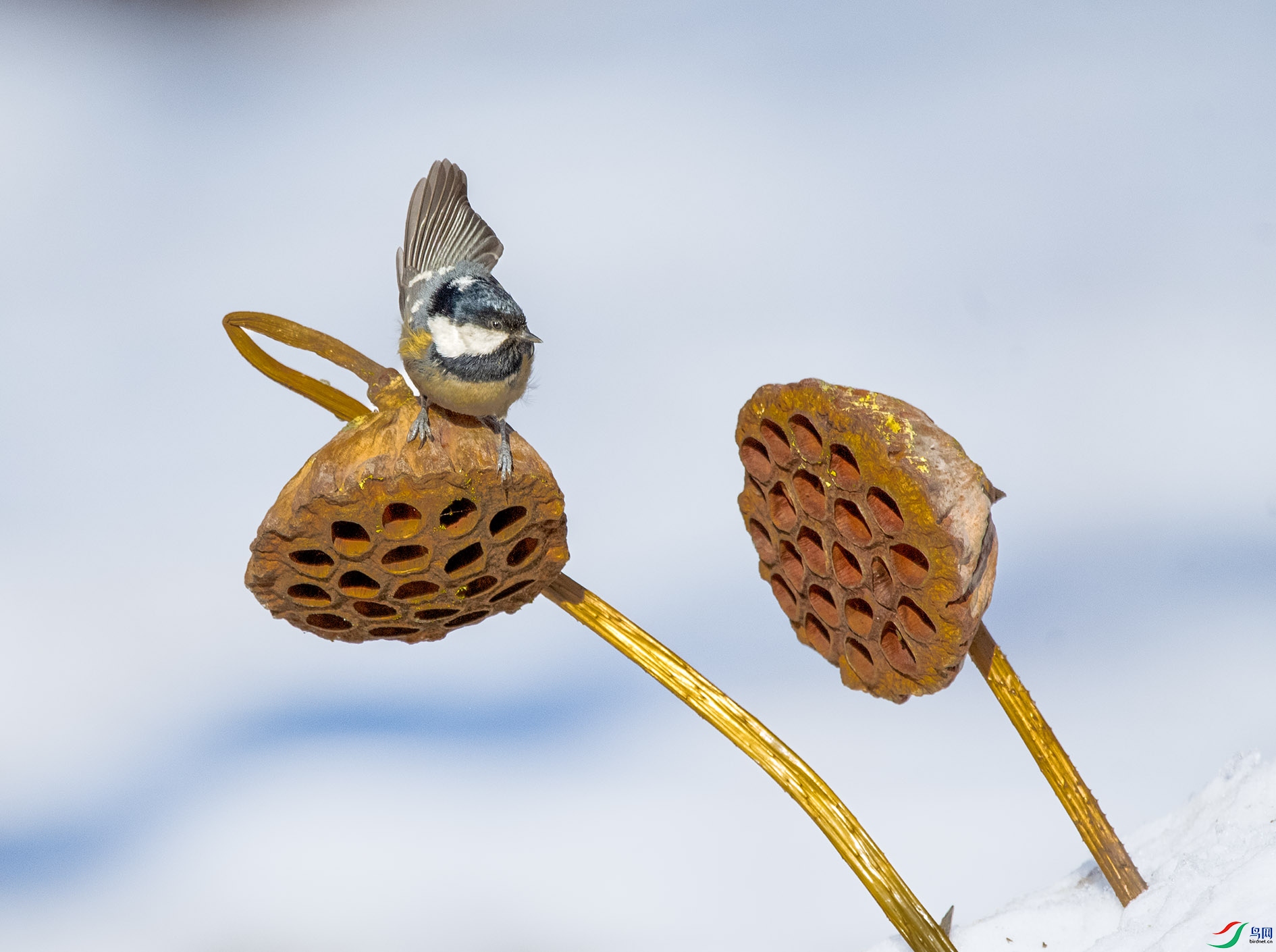 DSC_9328_��ͼ�� ����.jpg