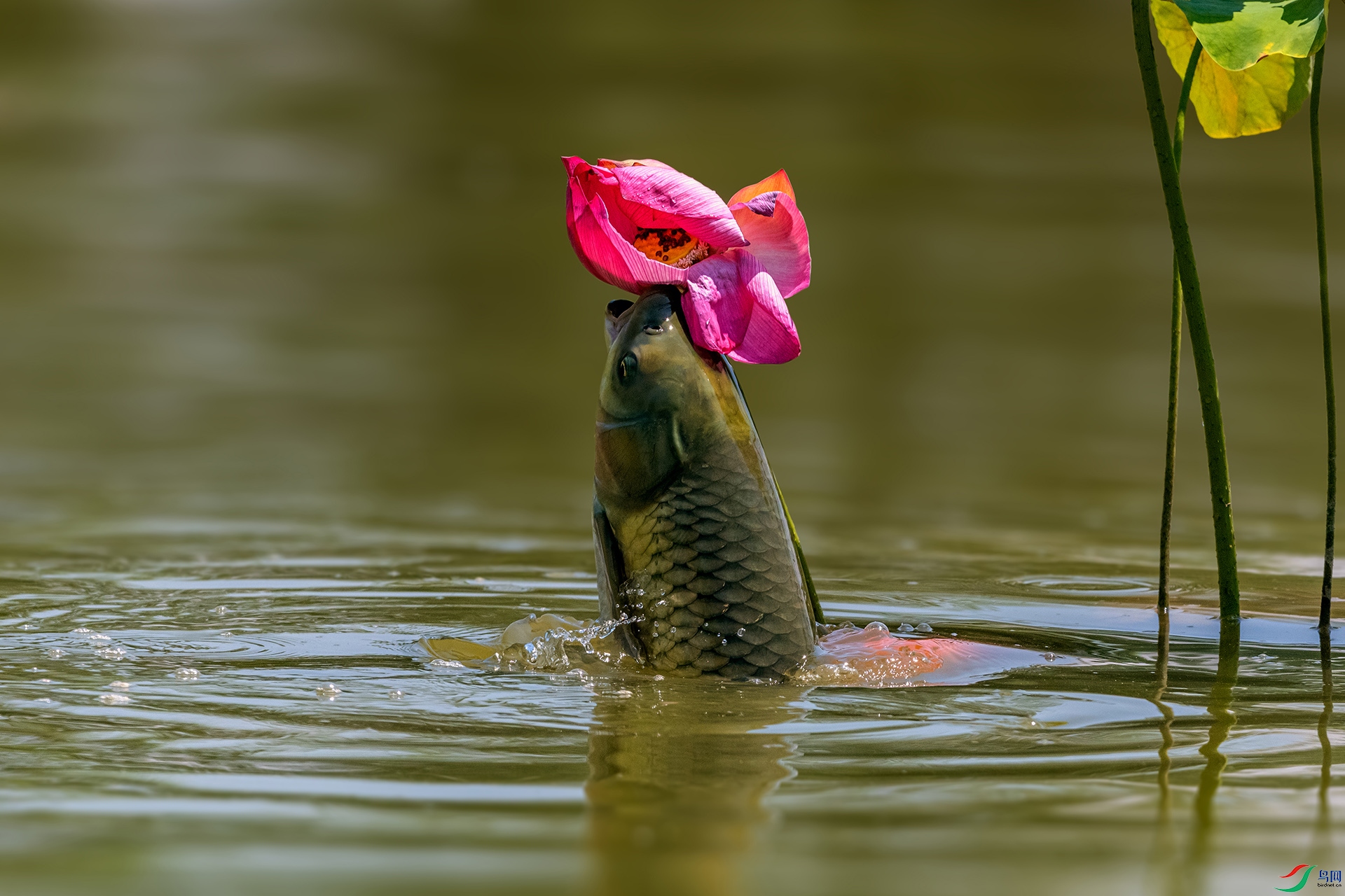 _AUU7538 ������Ծ(25.7.29).jpg