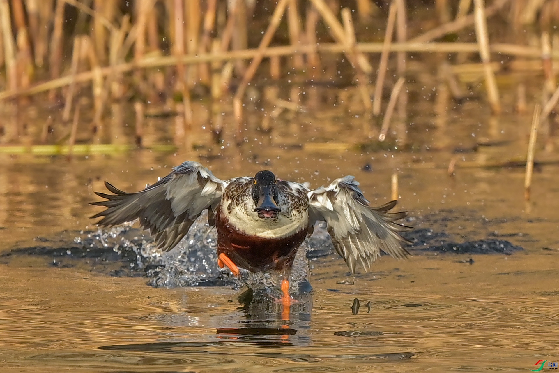 DSC_7478-1.jpg