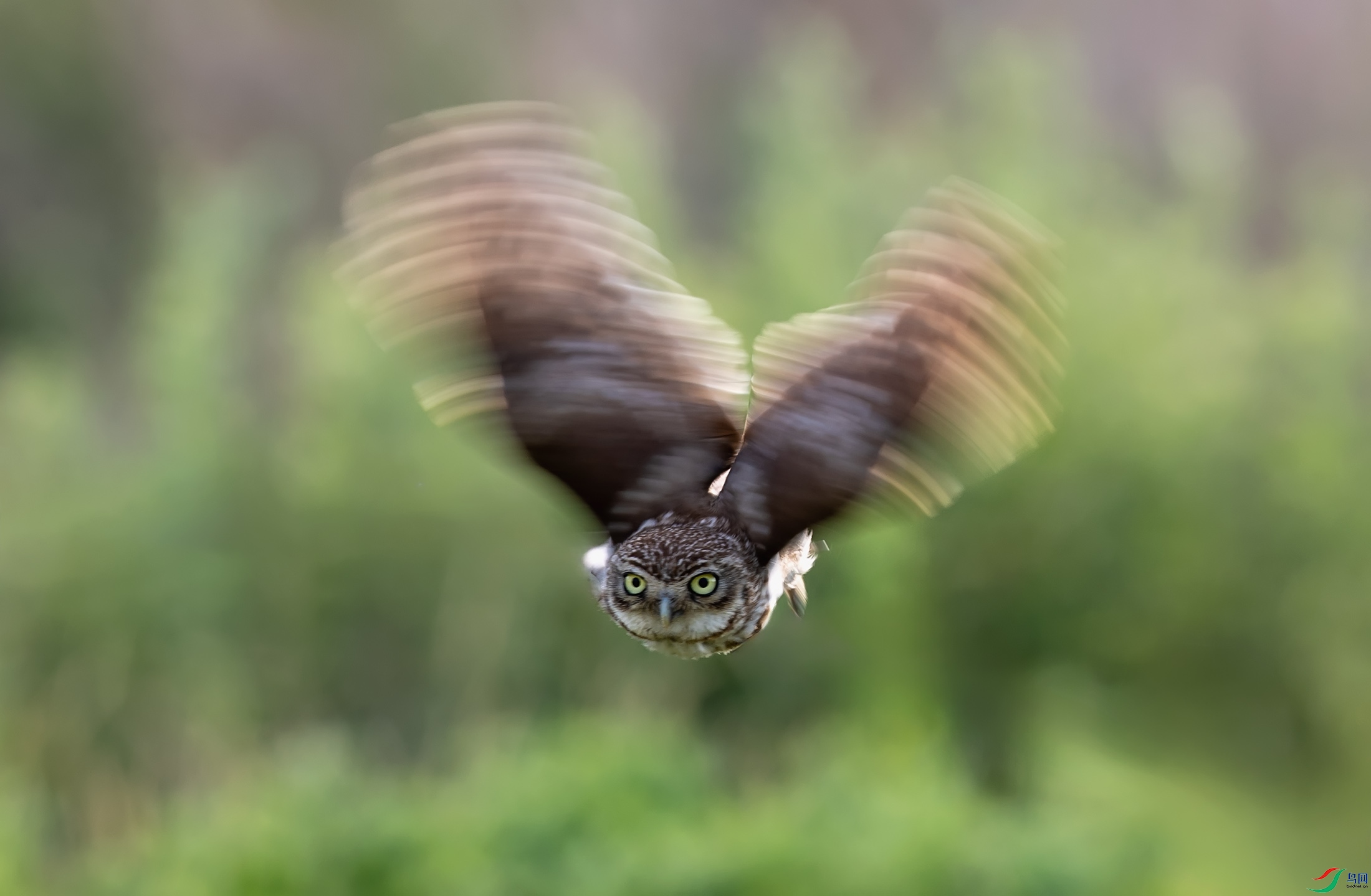 ���Ƹ�С�^