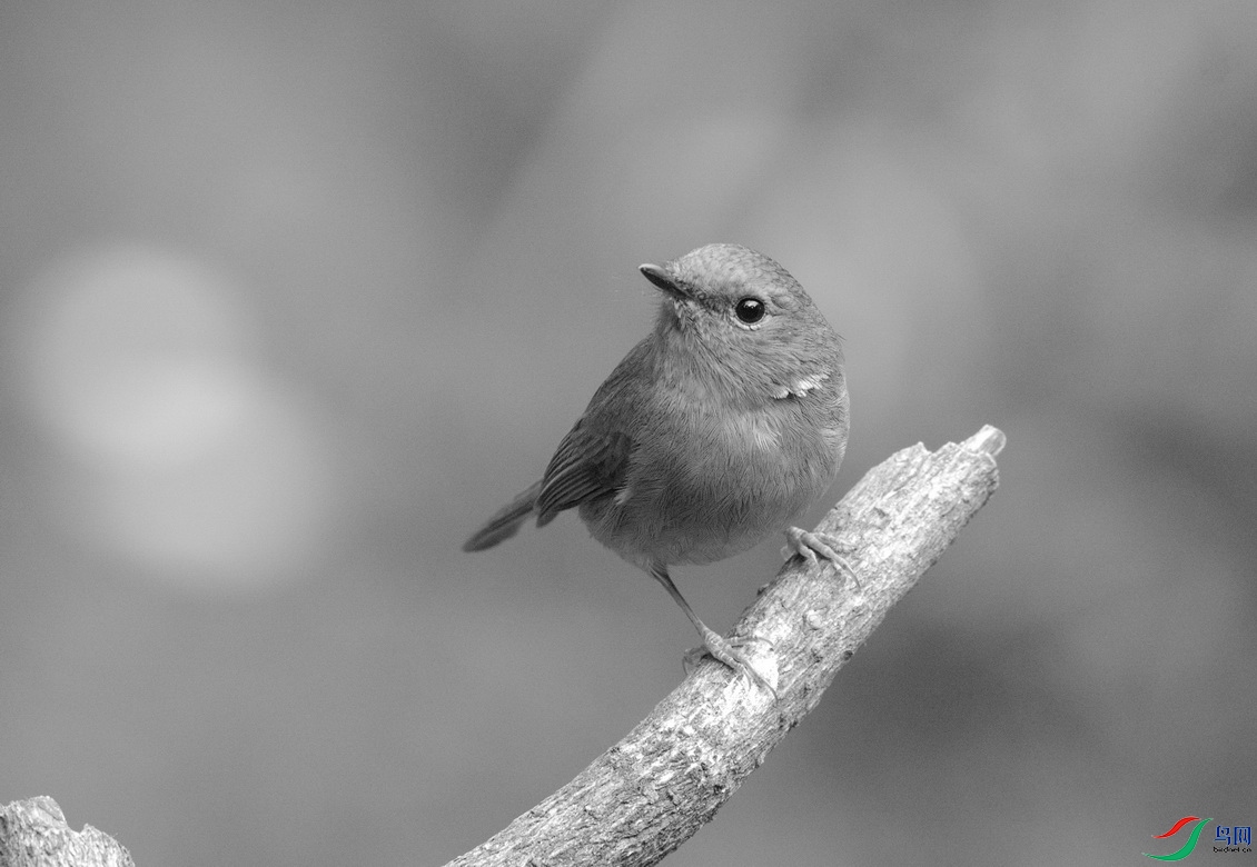 _DSC5989.jpgzz_������С.jpg