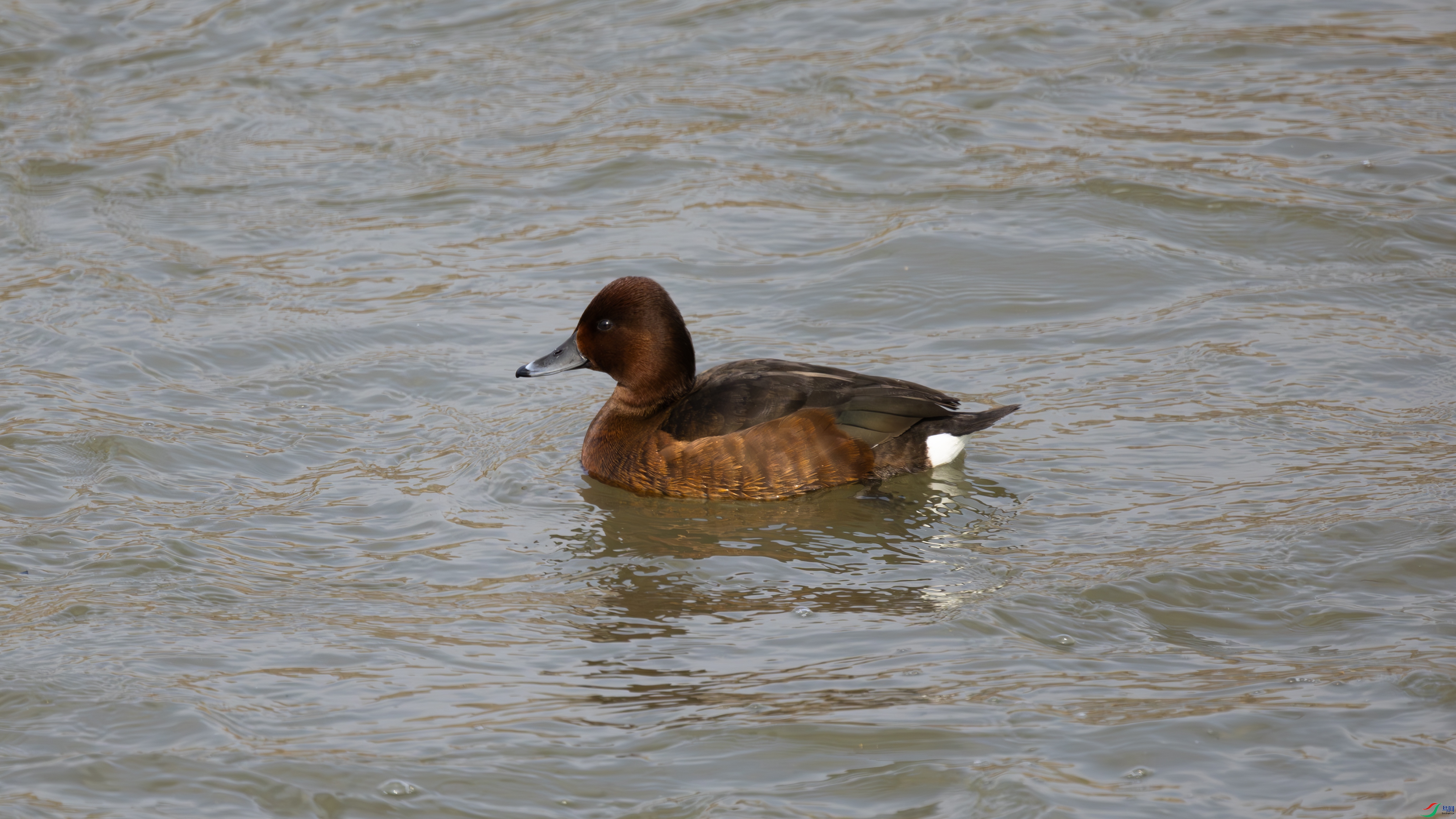 7X5A4080-����ǿ-NR ����.jpg