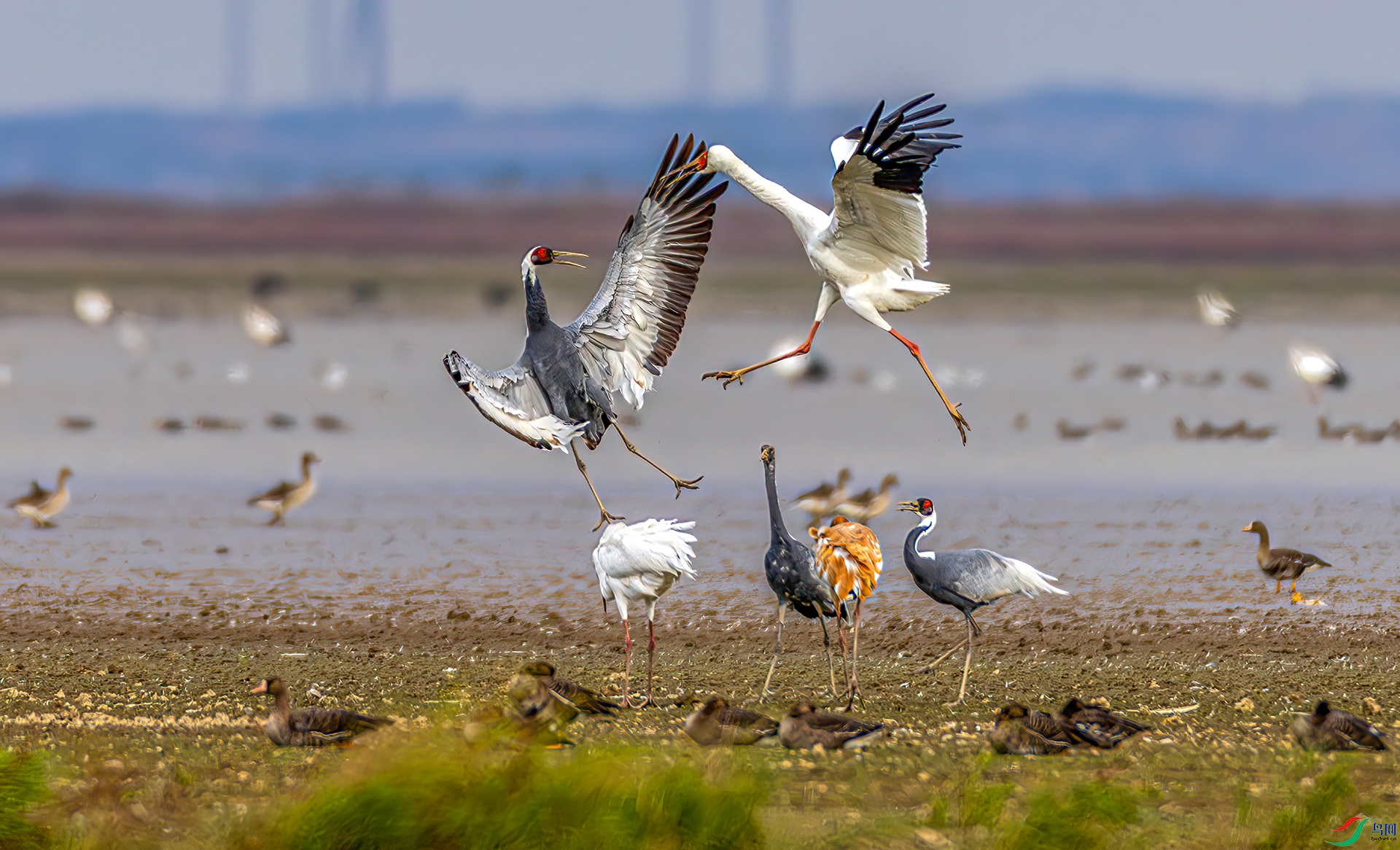 407A9516-----33  .jpg