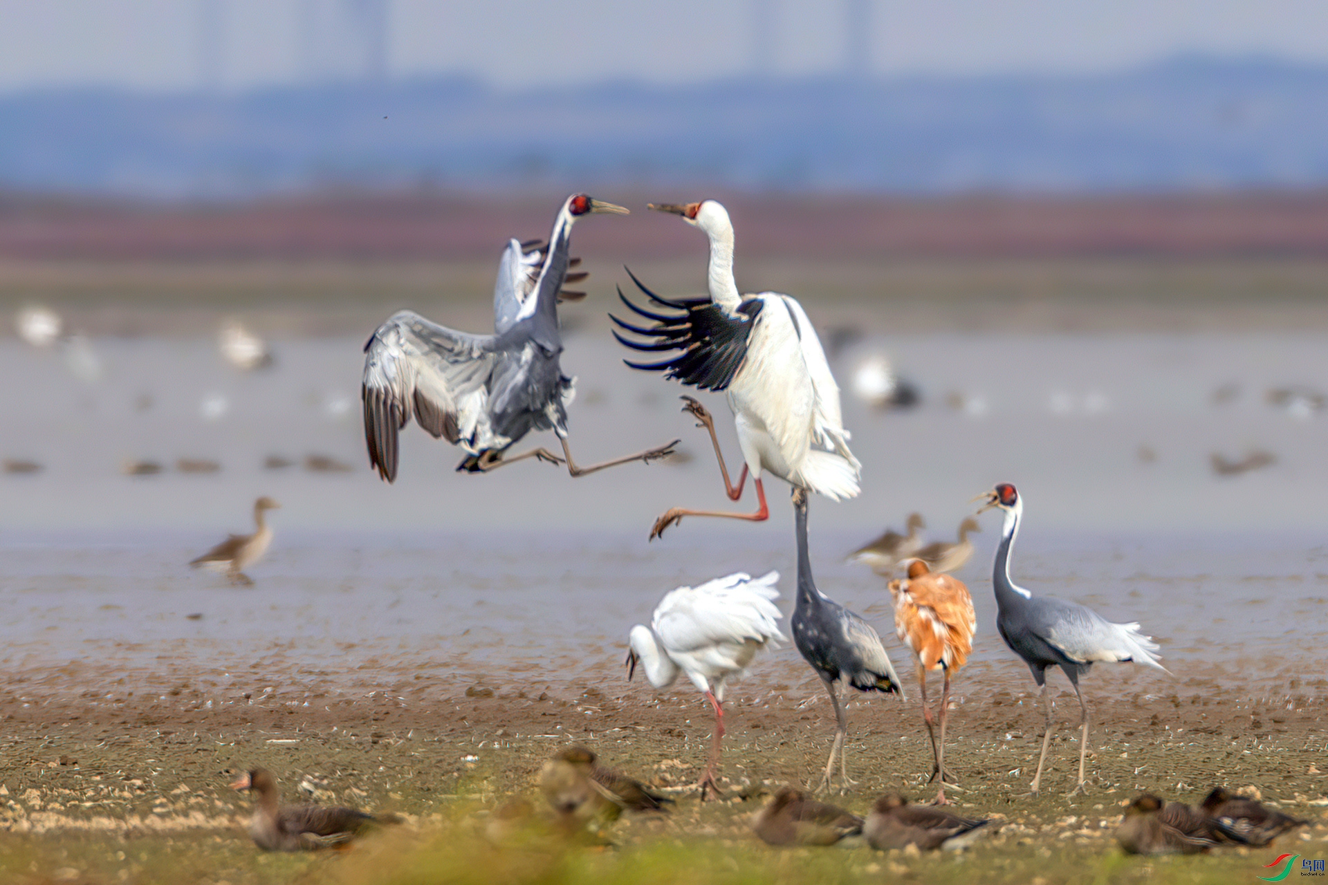 407A9513-----33  .jpg