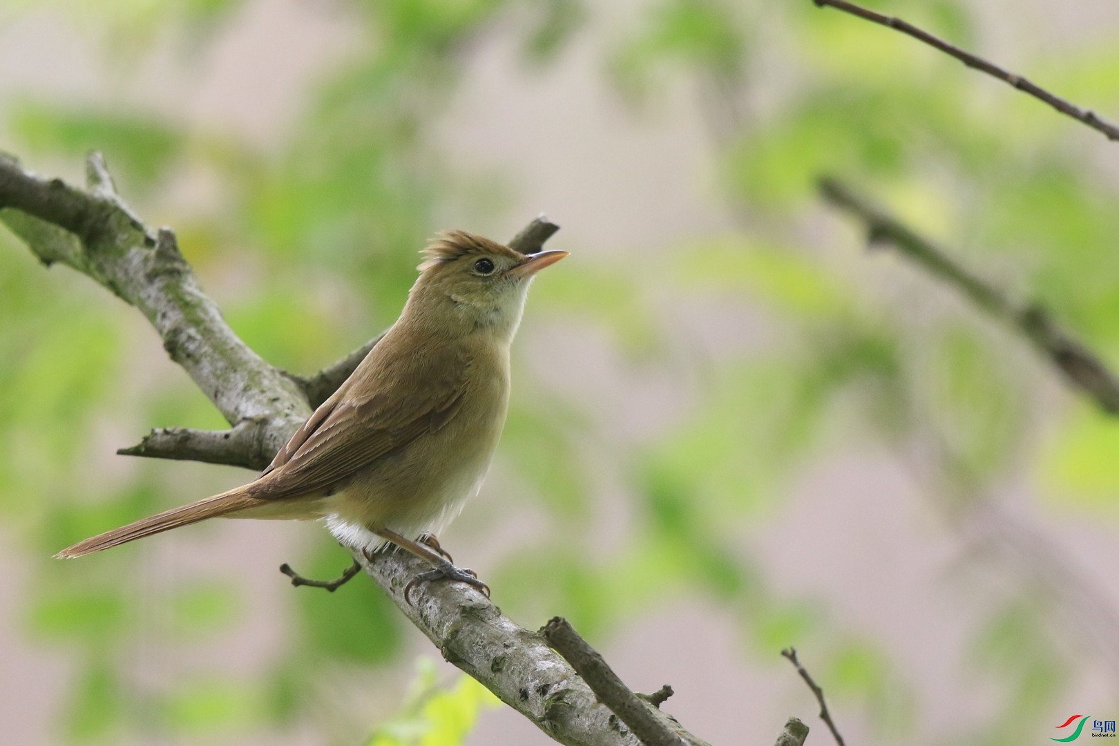 ����έݺ 0F4A6604.jpg